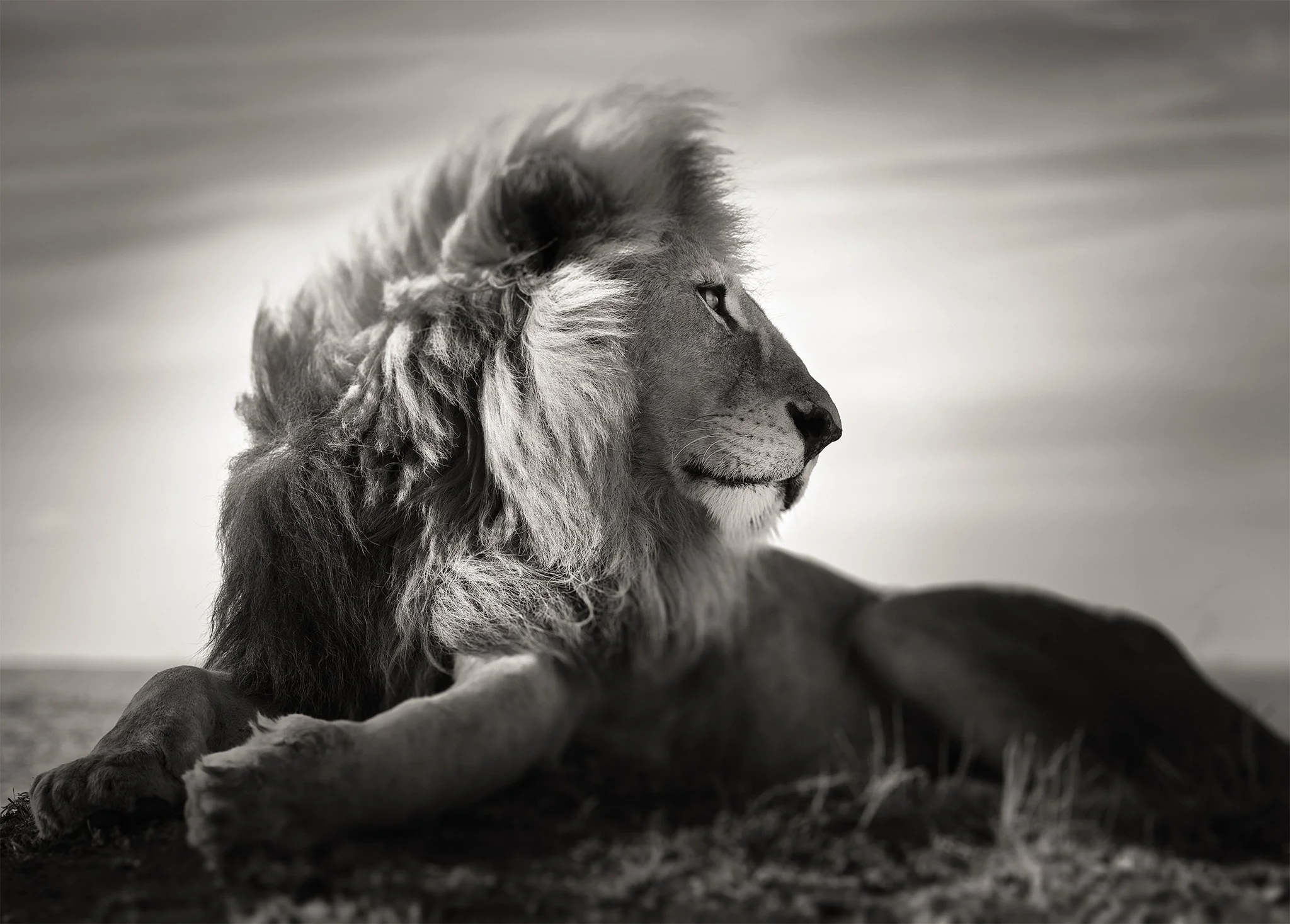 Wild Love.jpg