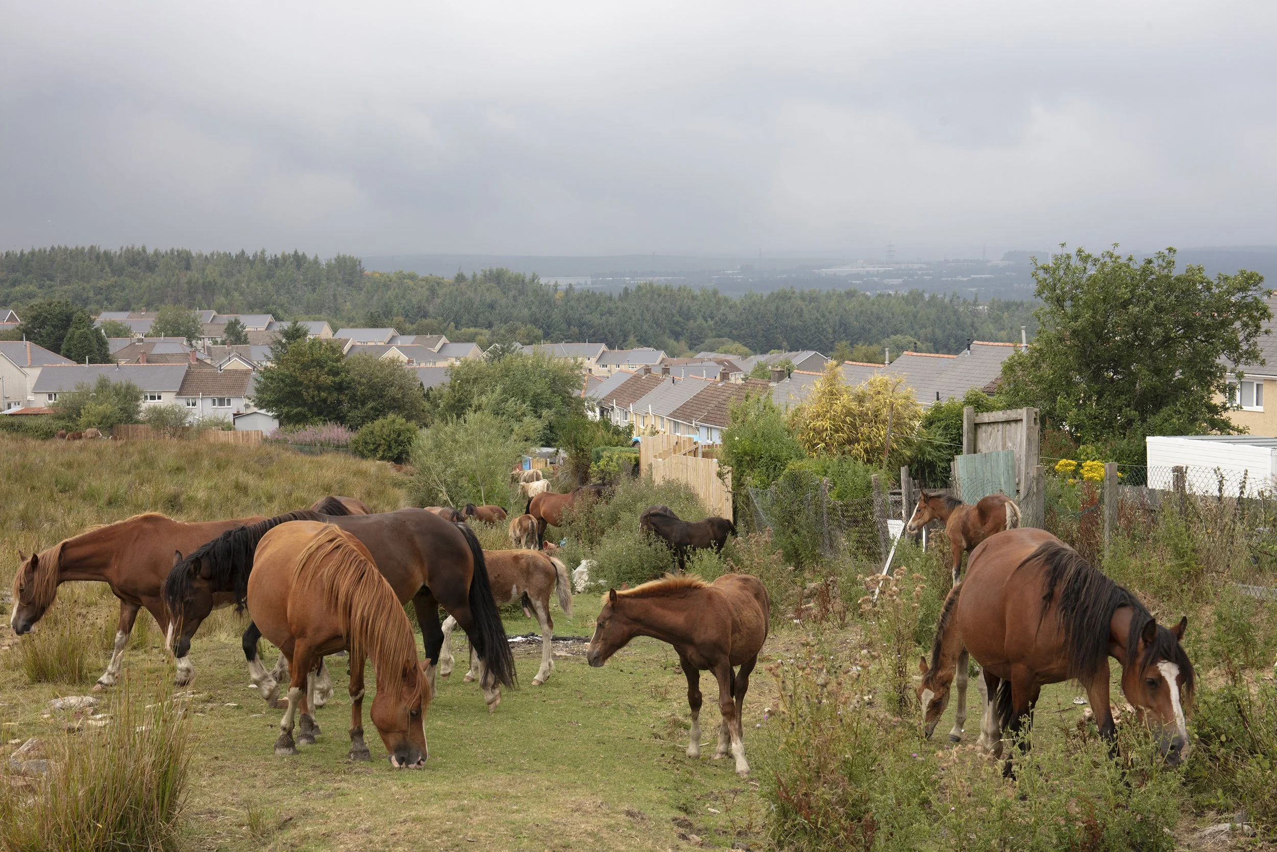 Housing estate near Hilltop, Ebbw Vale, 2021.jpg