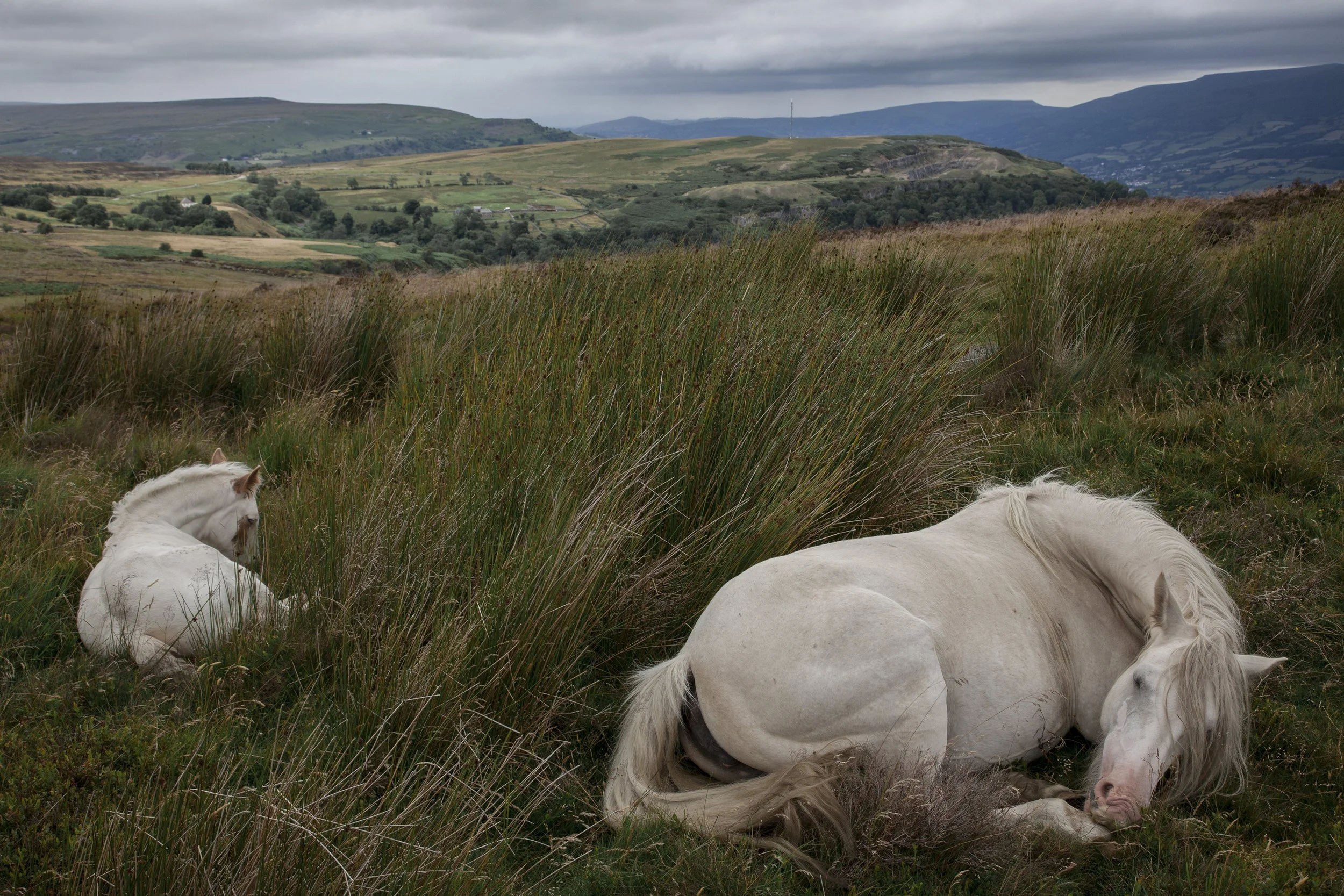 Mare and Foal, Blaenavon 2022.jpg