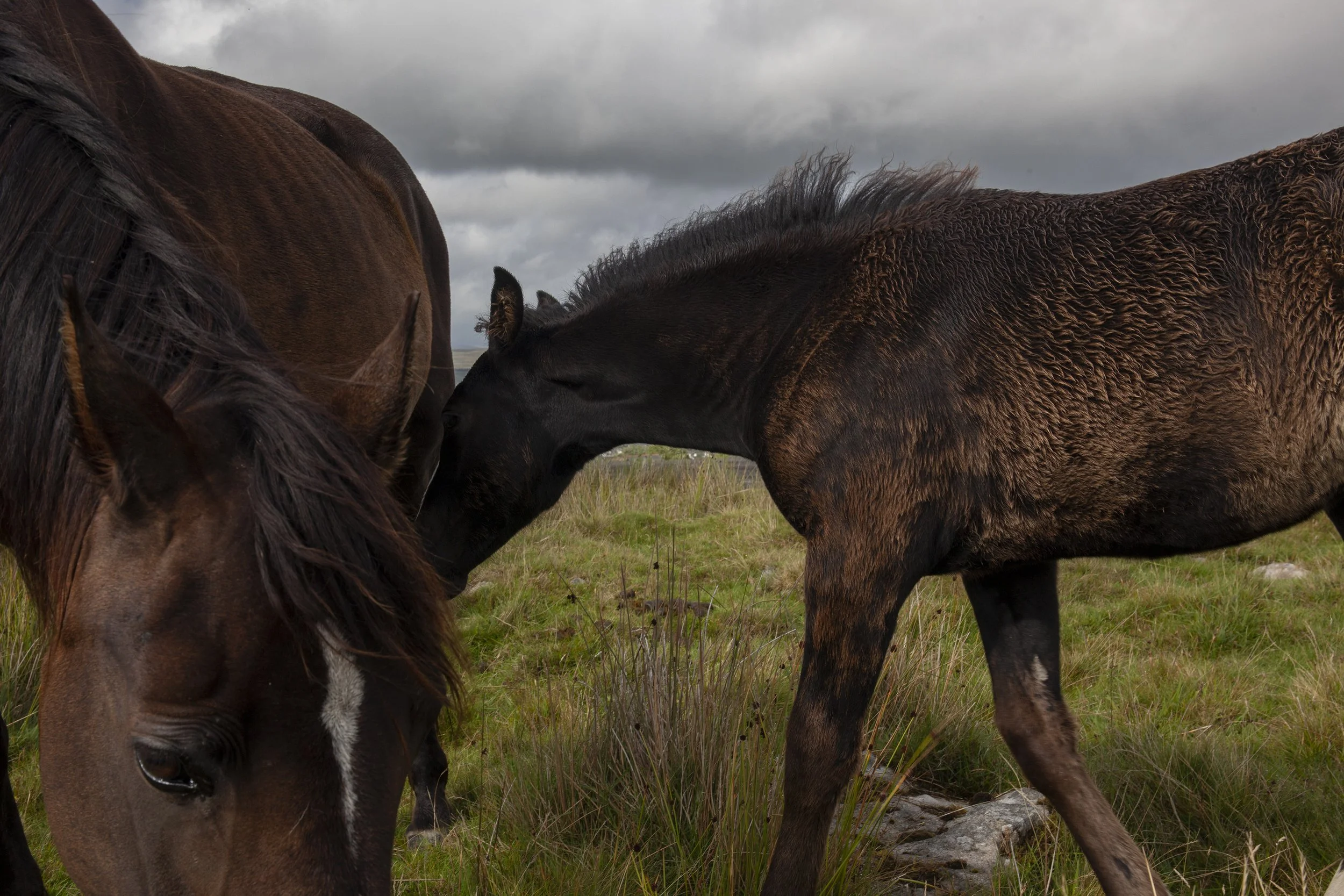 Mare and foal, Manmoel 2023.jpg