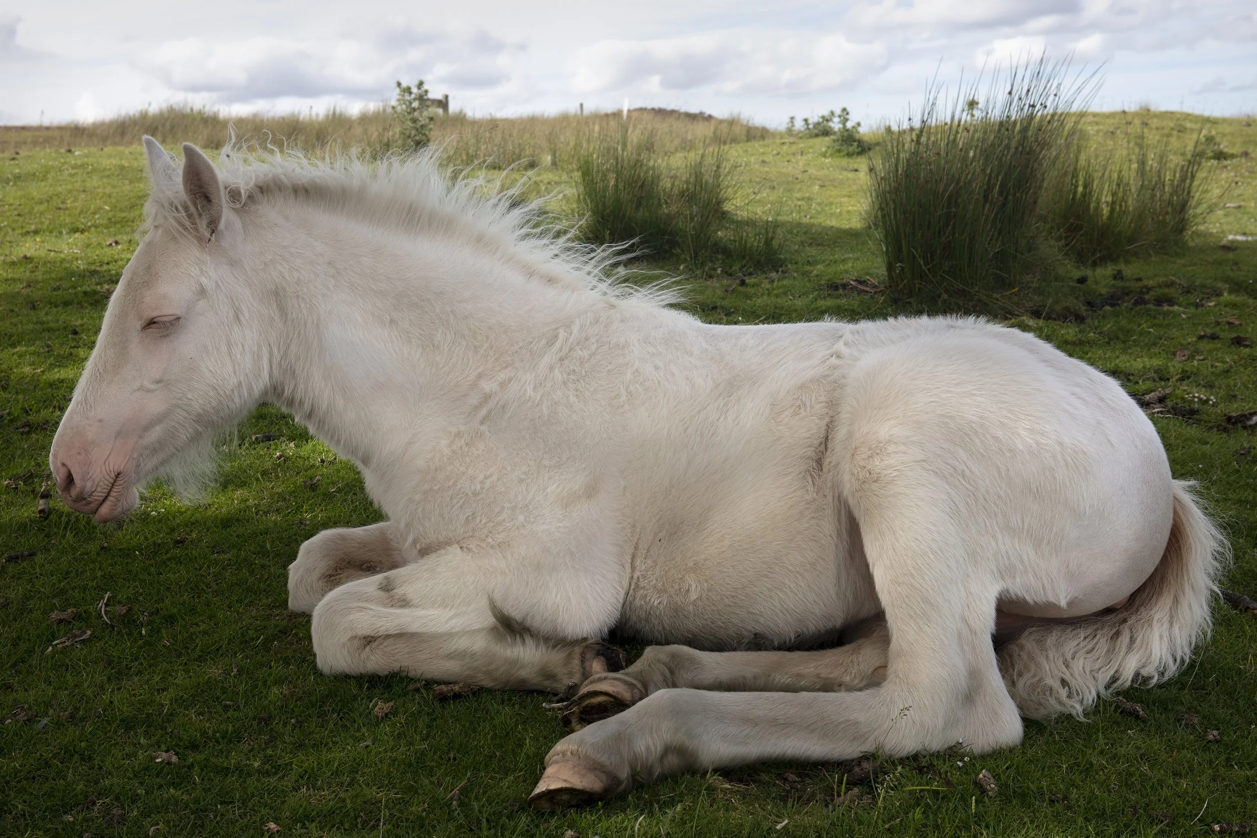 Sleeping foal, Blaenavon, 2022.jpg