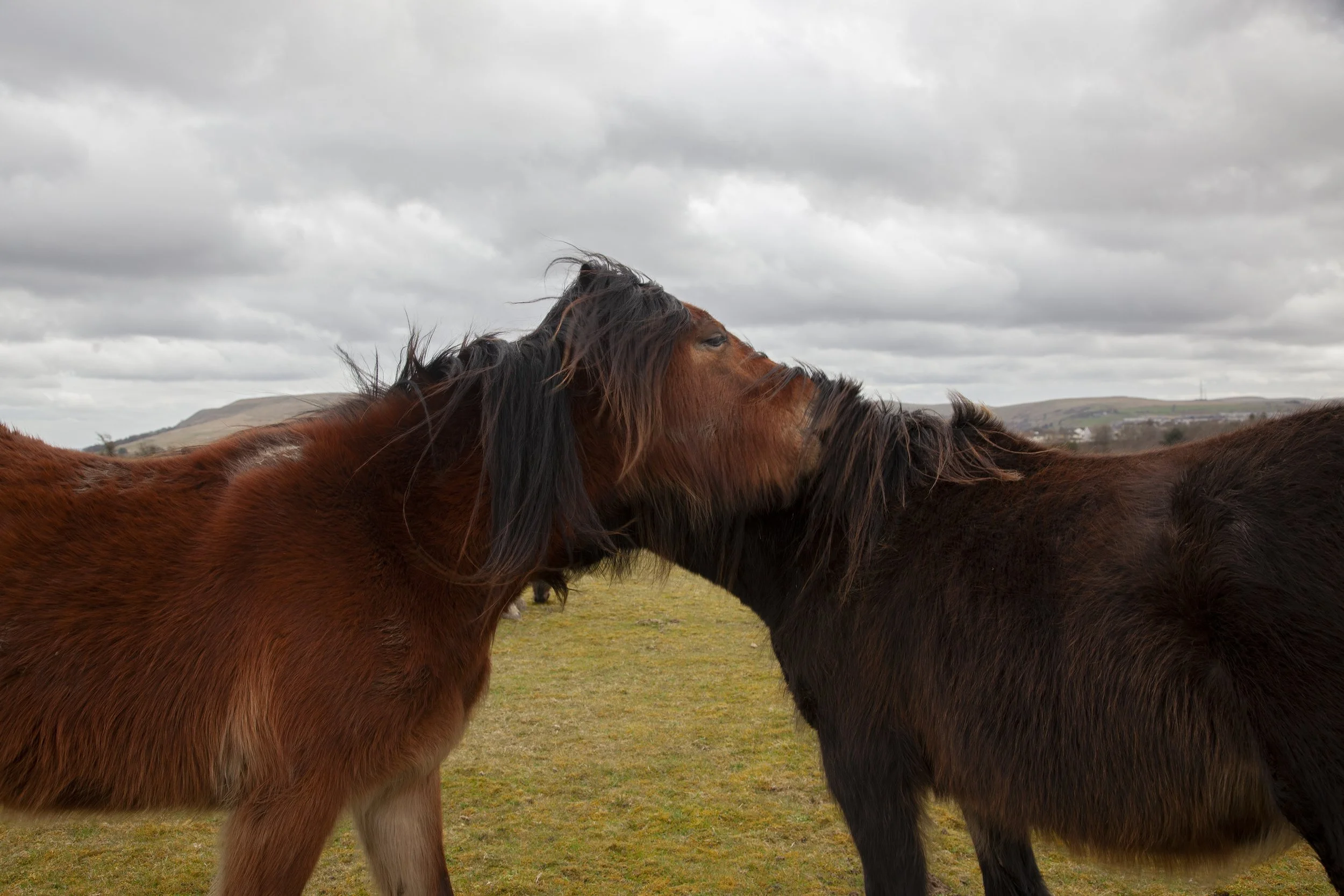 Entwined horses, Beaufort Common 2020.jpg