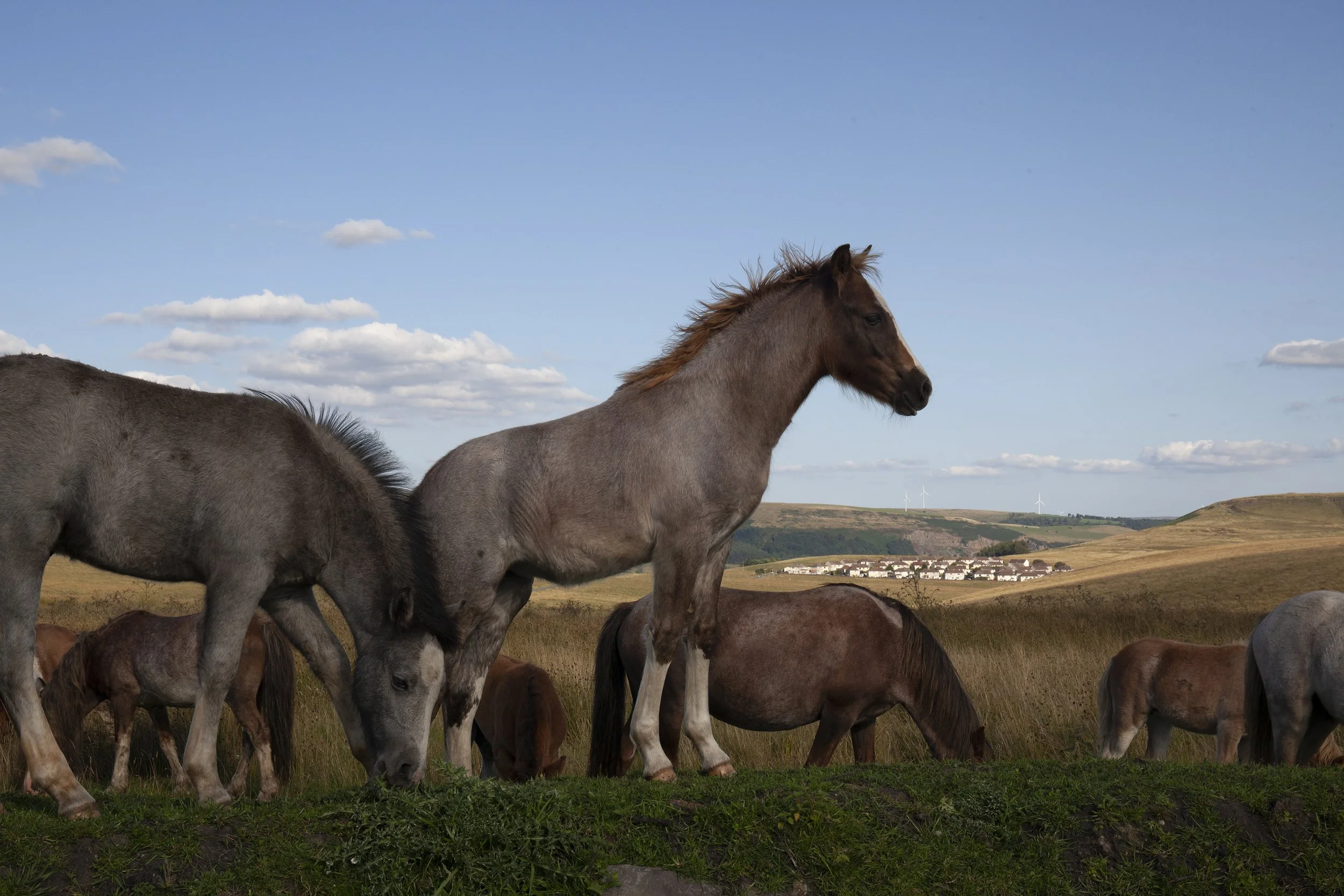 Horses at Dusk near Fochriw, 2024.jpg