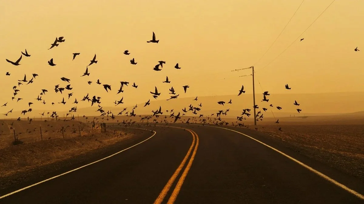 Jessica Hays Watched Her Hometown Burn. Then She Spent 5 Years Photographing What Climate Grief Feels Like