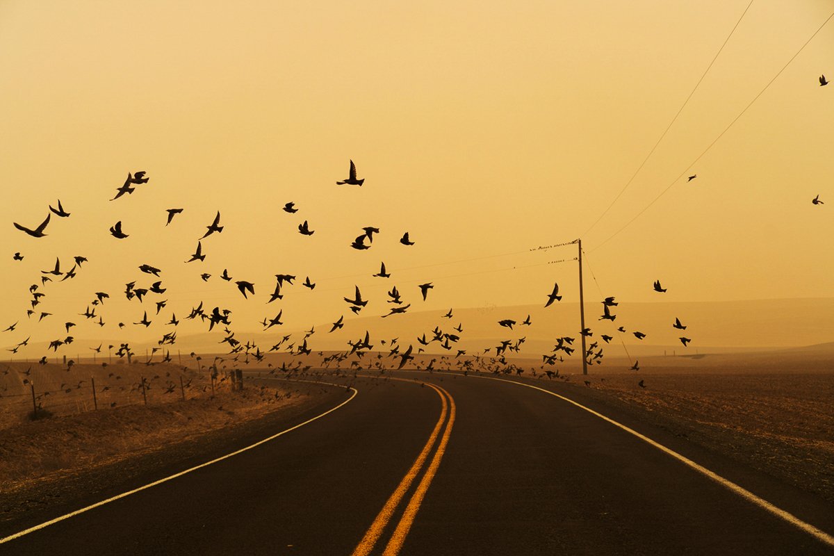1Hays_Jessica_Murmuration.jpg
