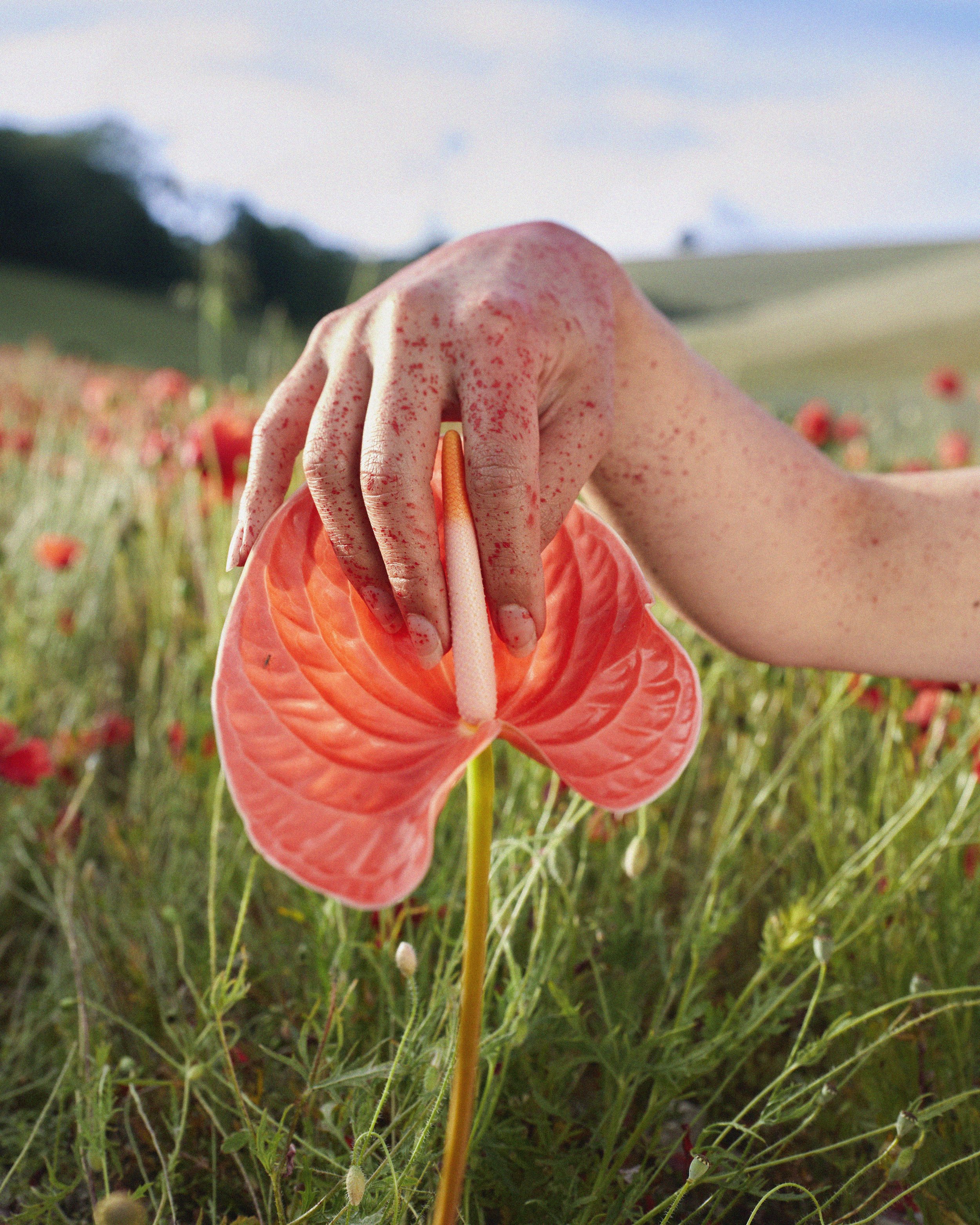 403_PoppyField_CARD_0061.jpg