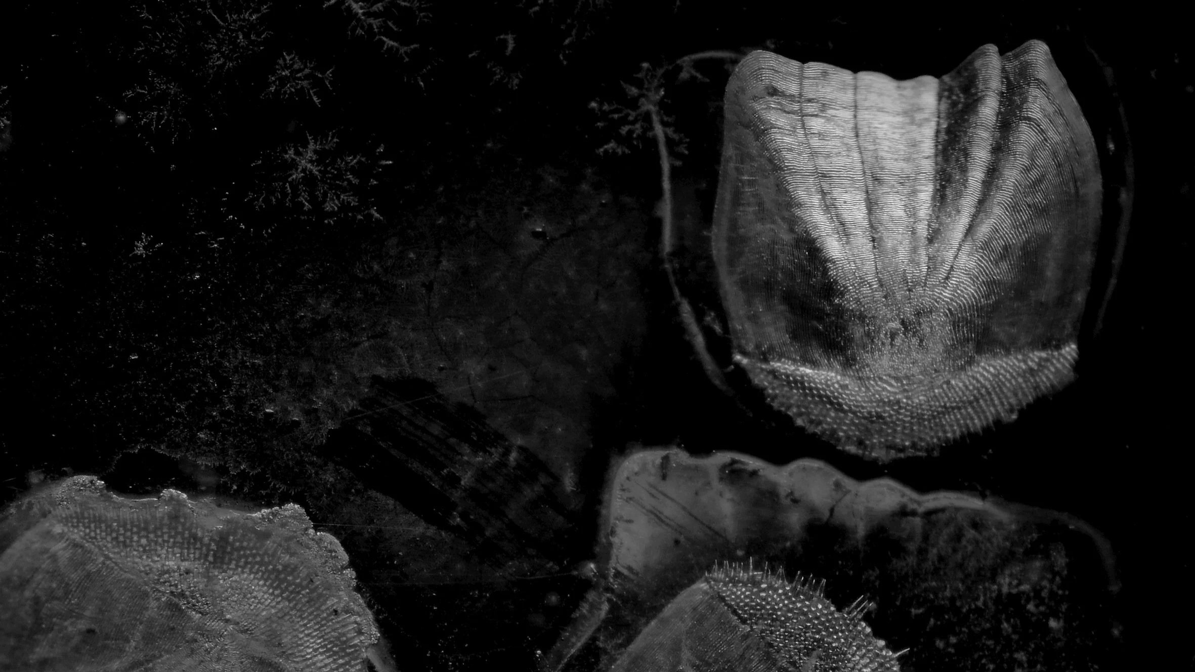 Filamenta Turns Fishing Industry Waste Into 213 Black-And-White Images About Beauty, Violence, And Vanishing Underwater Life.