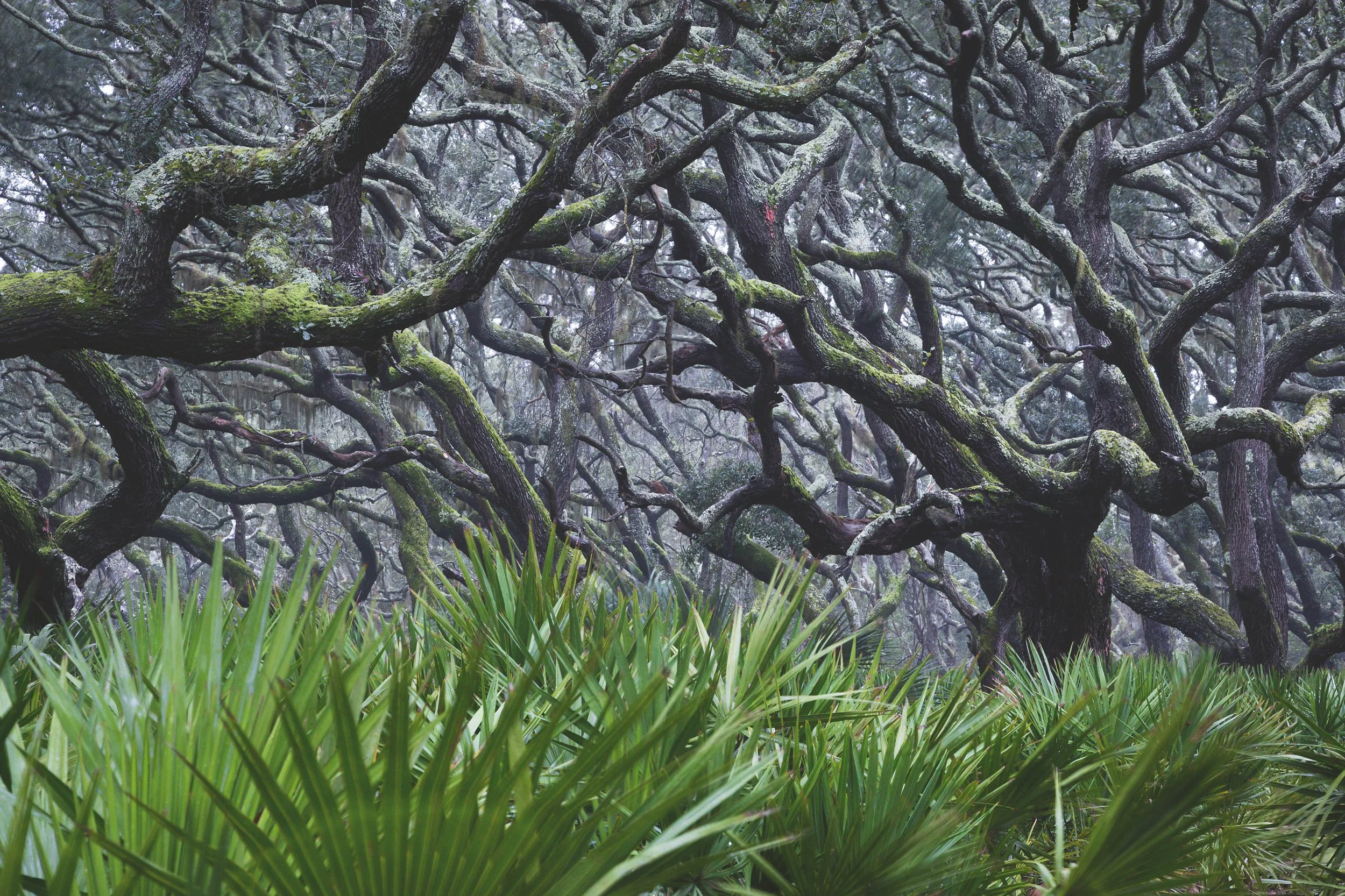 p.004-005_Photo Mac Stone, American Amazon, teNeues 2026.jpg