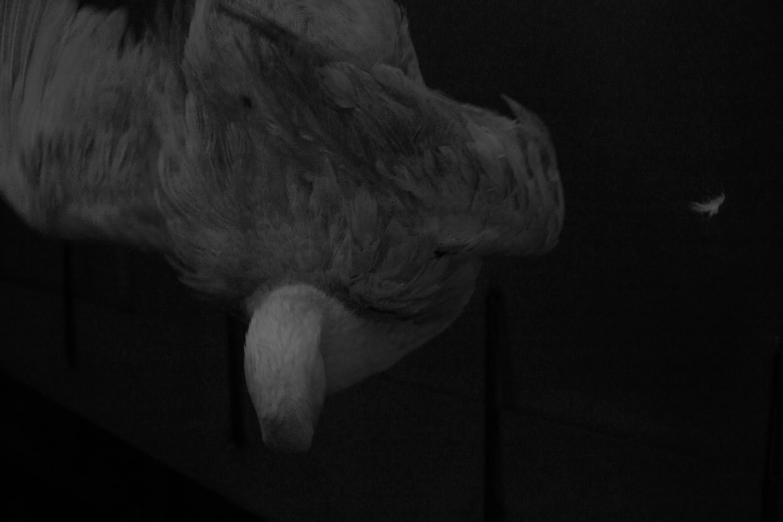 A goose still alive, hung up for slaughter.jpg