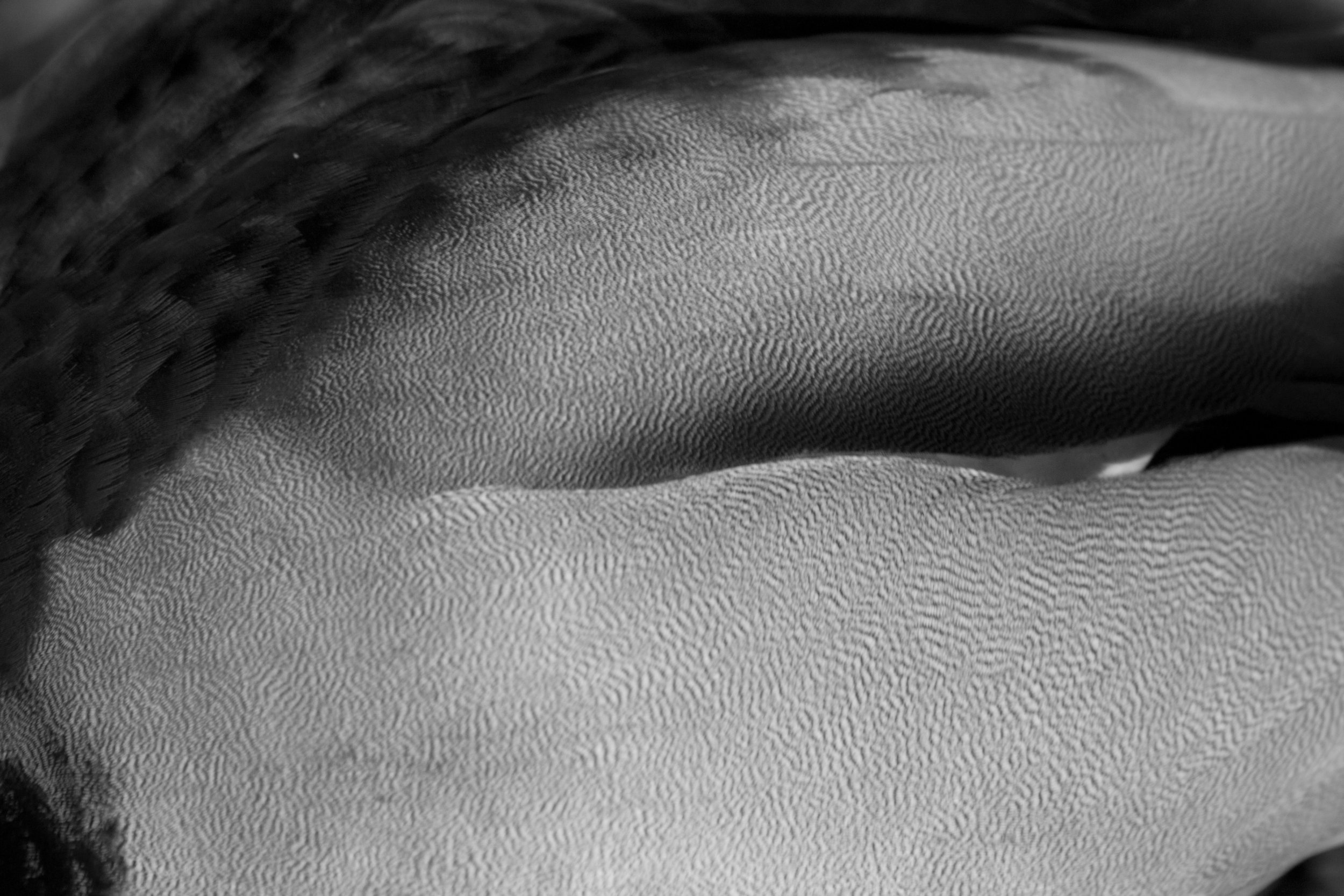 A wild duck's wing.jpg