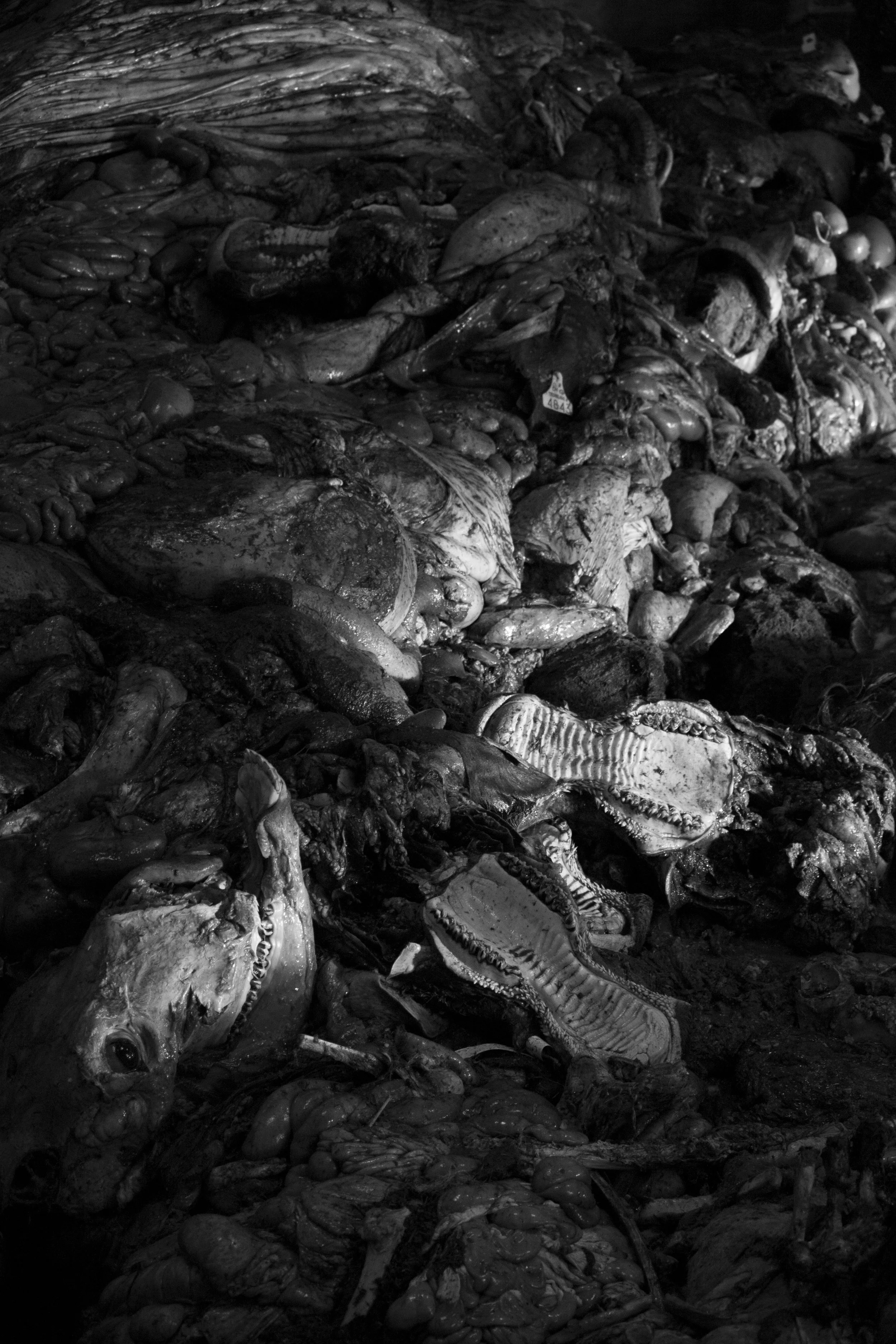 At the animal carcass disposal facility.jpg