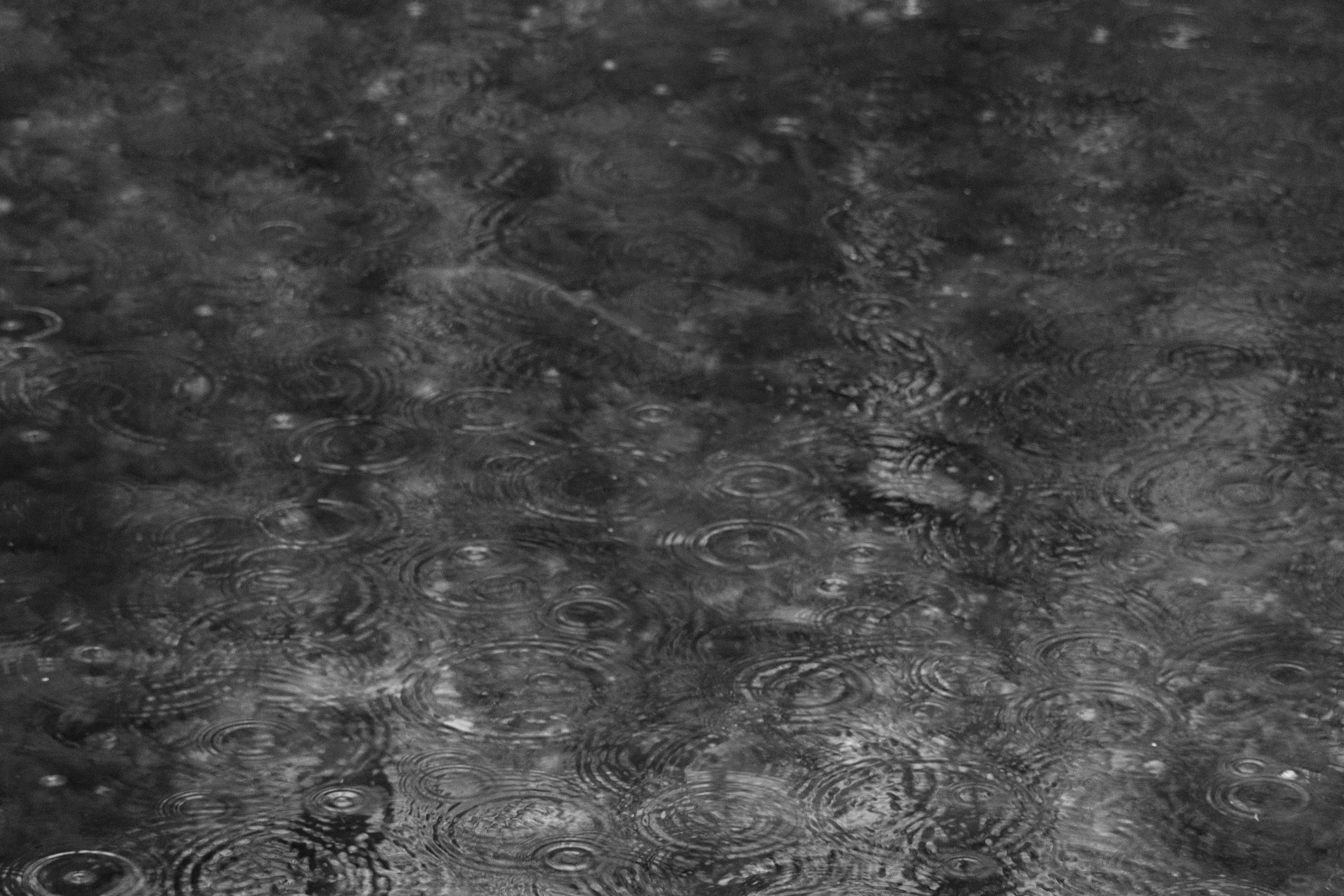 Carp at a fish farm.jpg