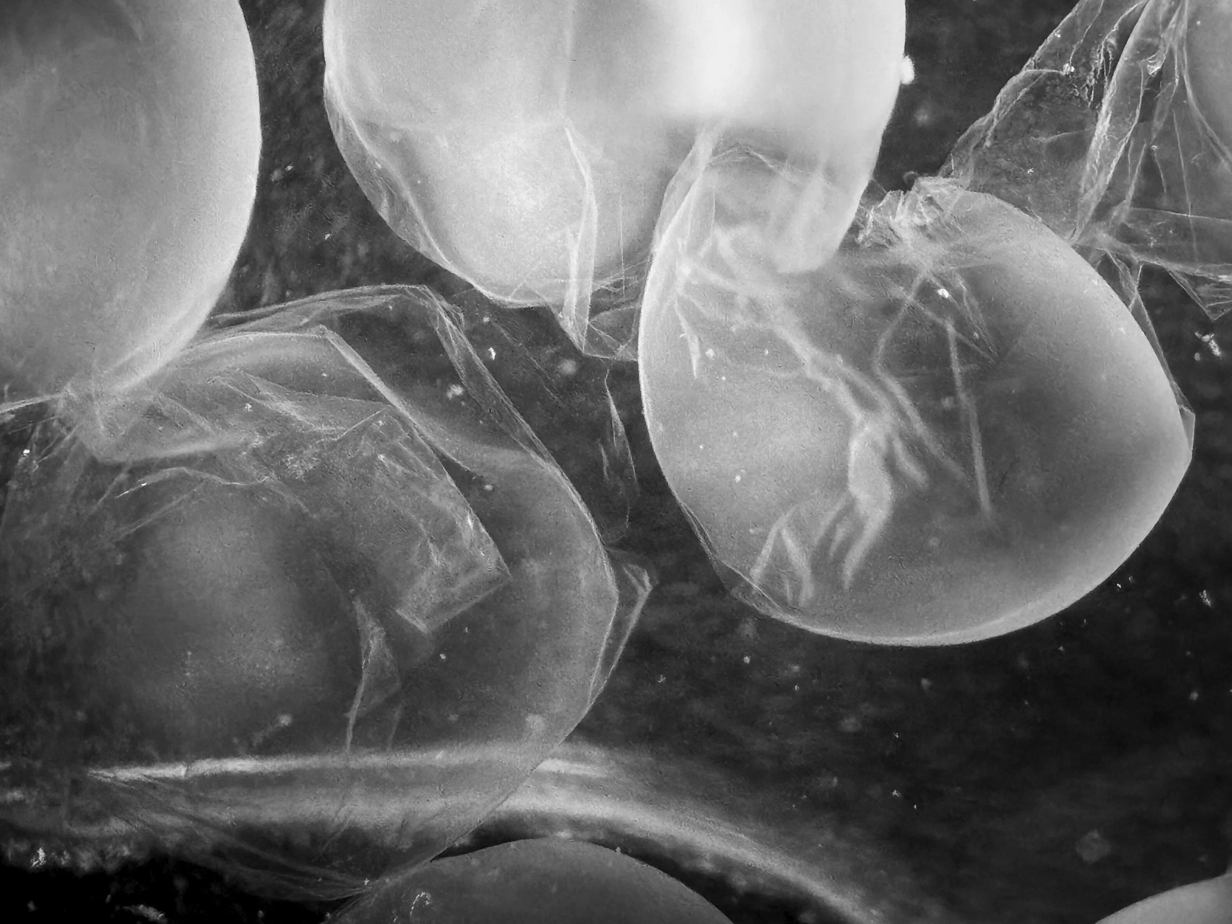 Empty fish eggs from newly hatched brown trout.jpg