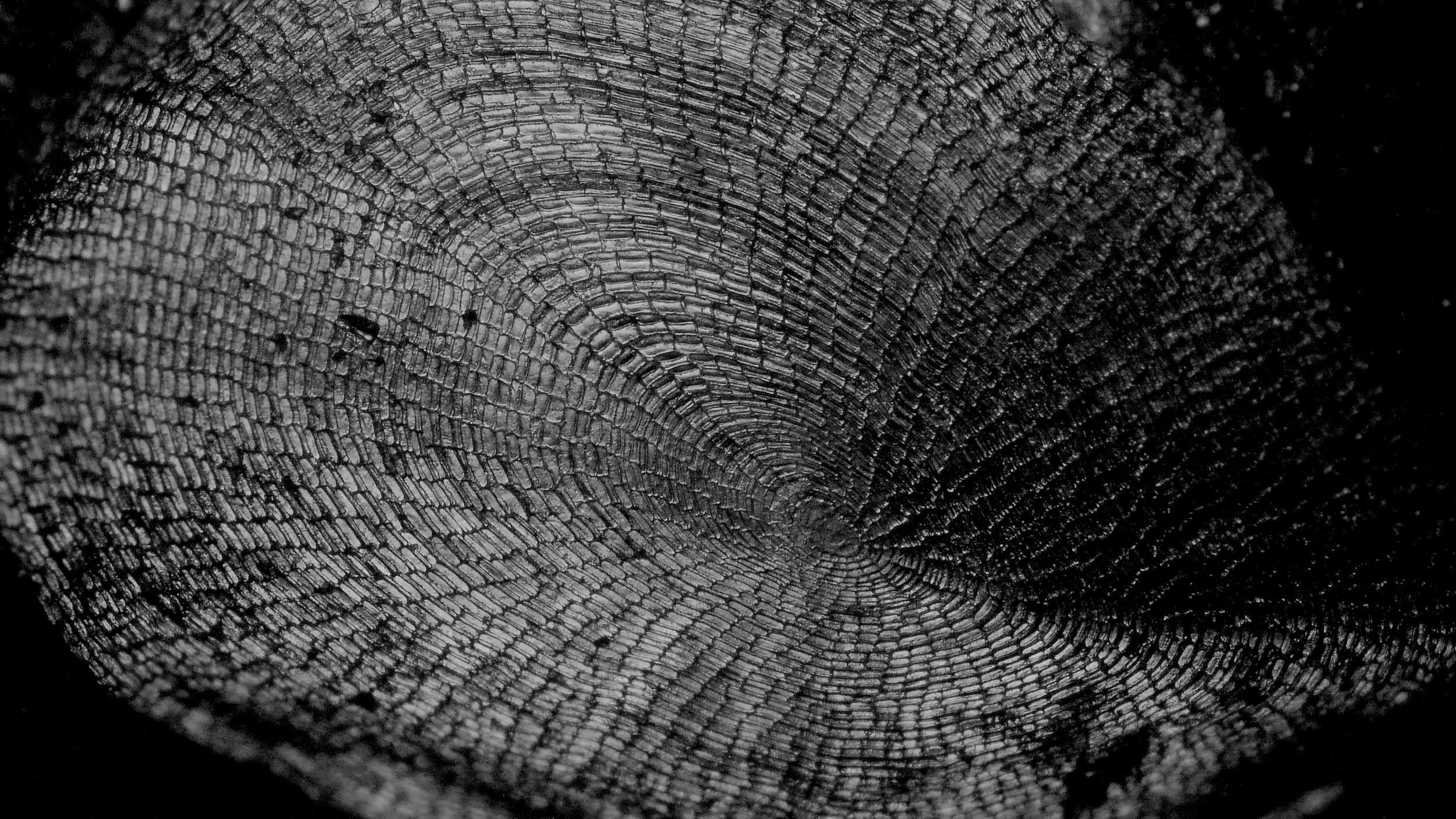 Fish scale under the micorscope.2.jpg