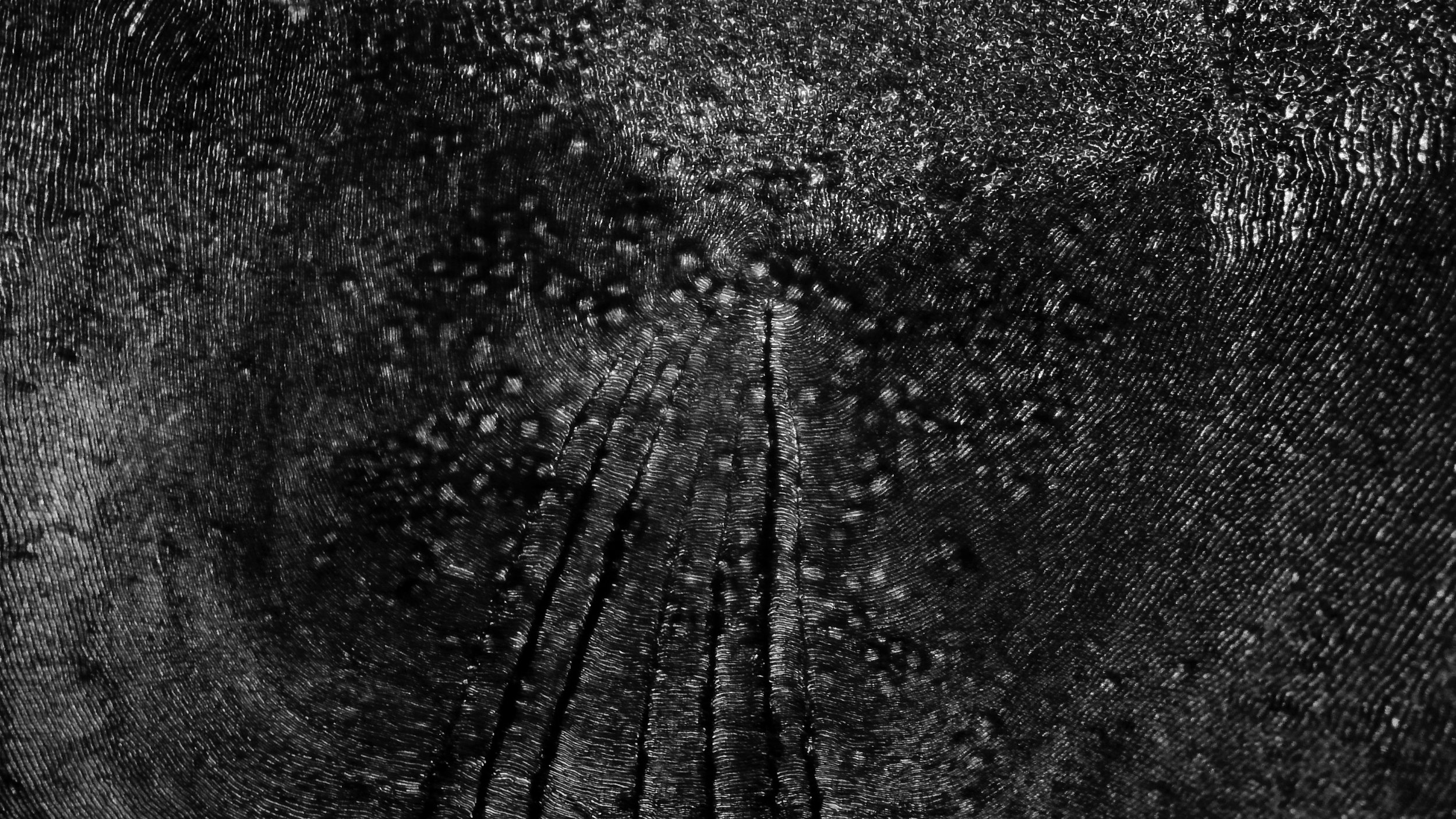 Fish scale under the micorscope.3.jpg