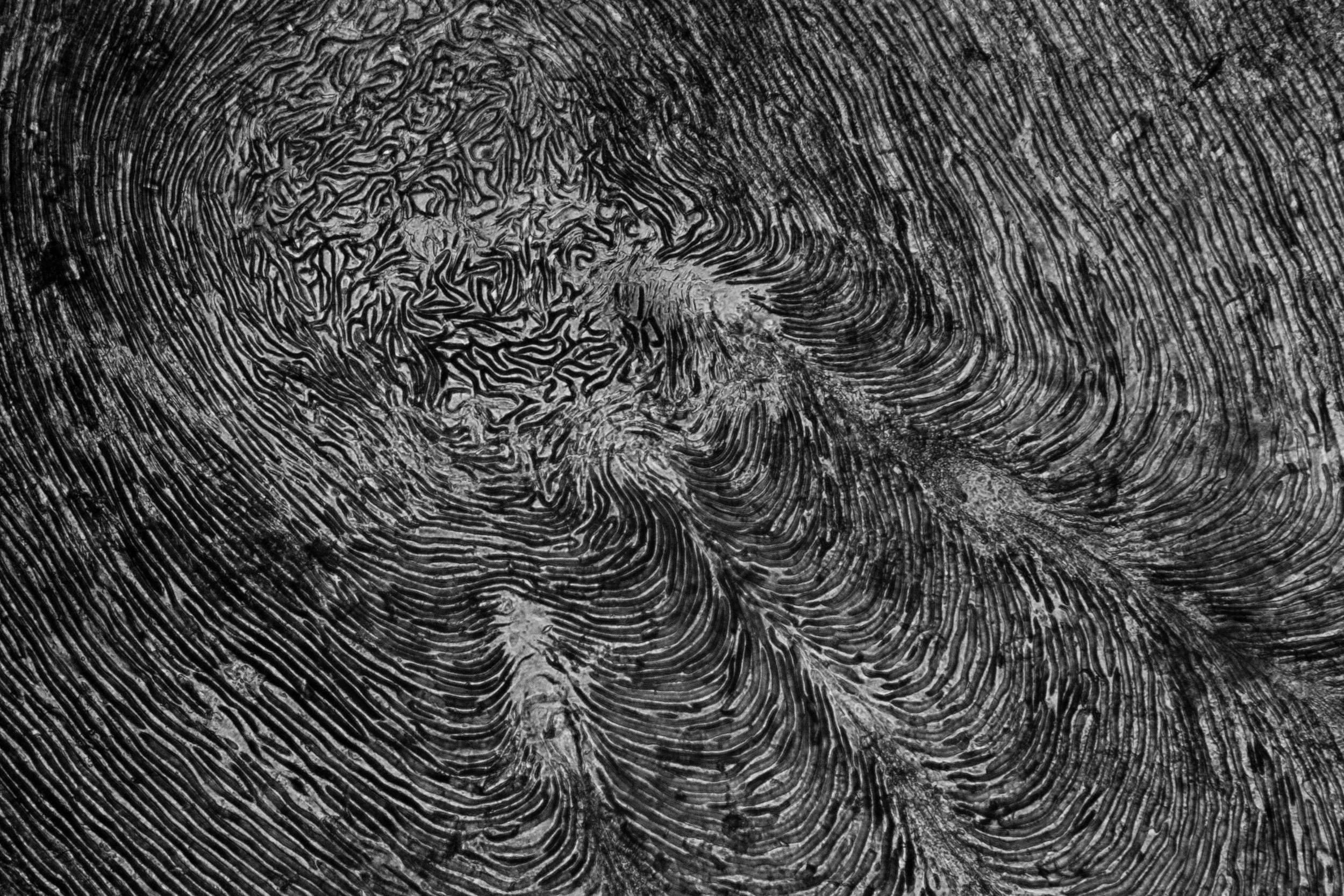 Fish scale under the micorscope.5.jpg