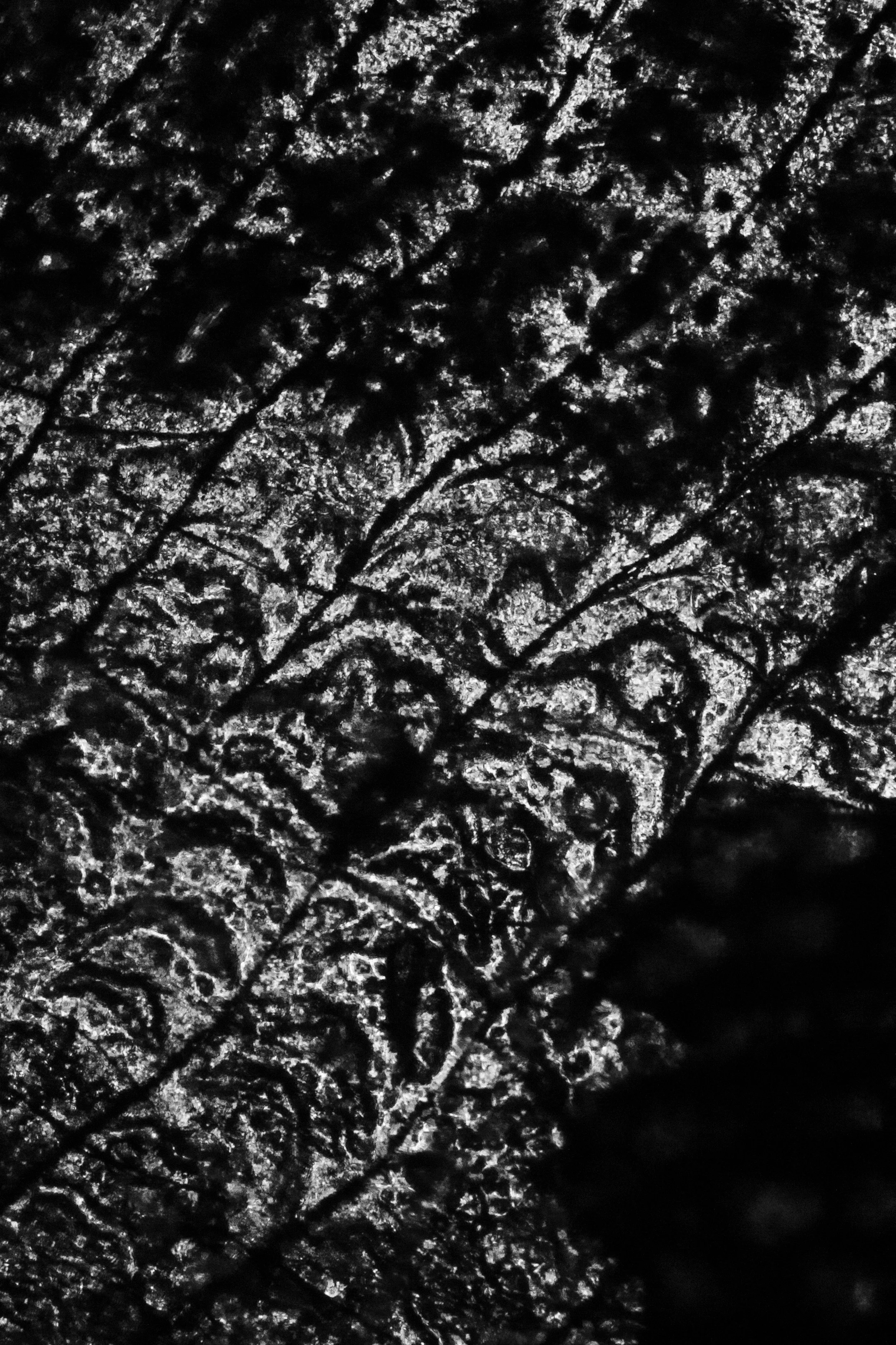 Fish scale under the micorscope.jpg