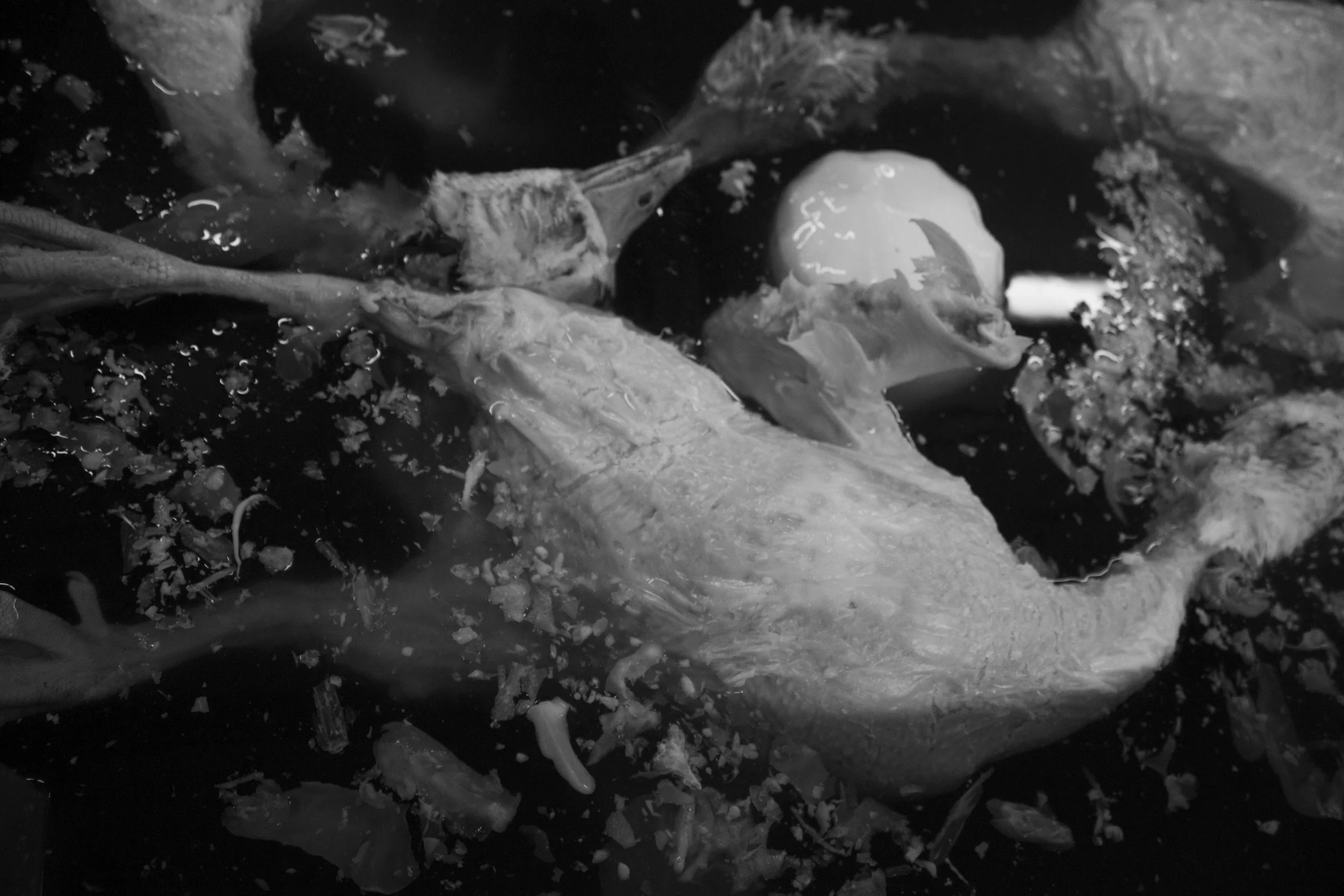Geese in the cooling pond after moulting.jpg
