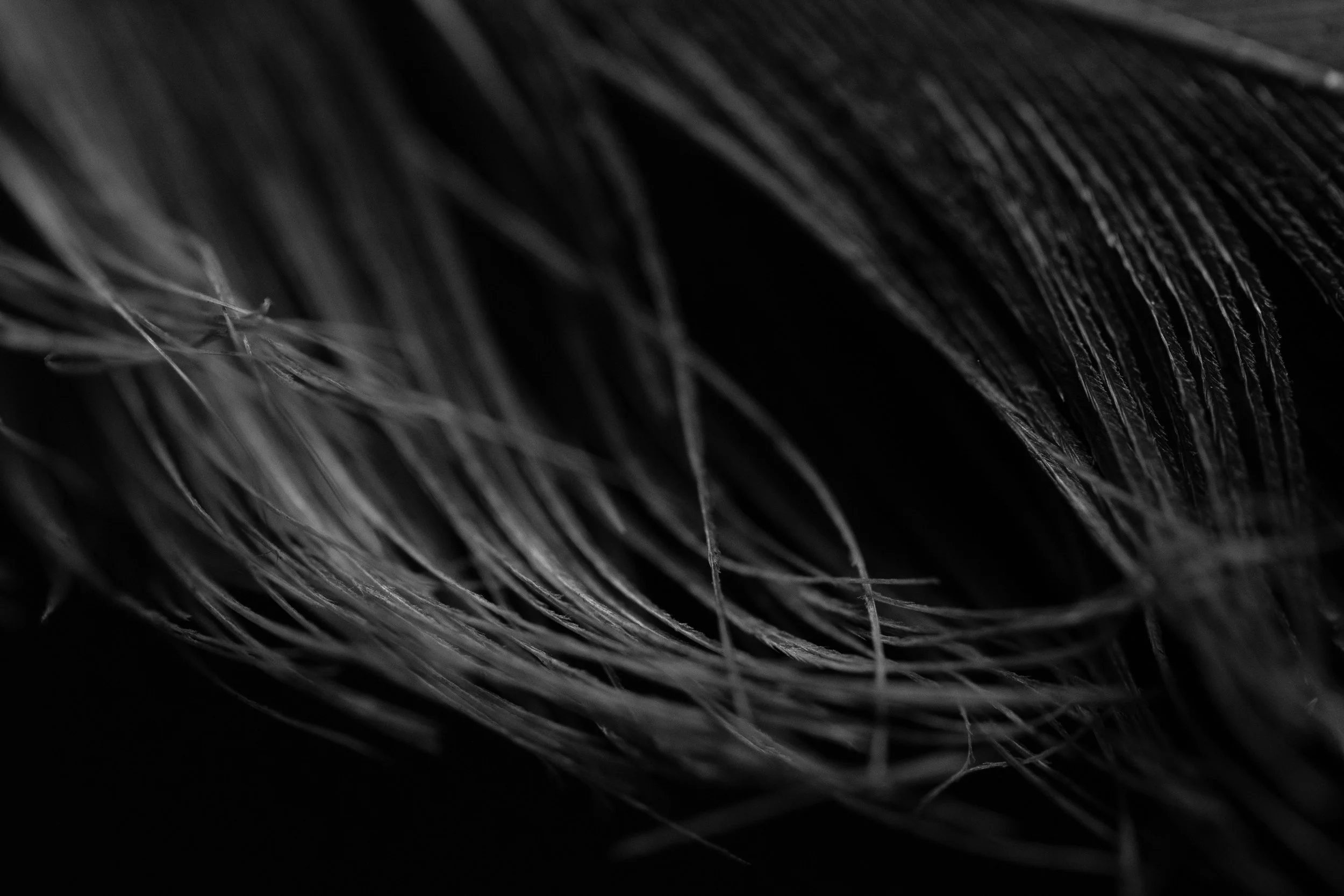Sea gull trapped in a fishing net.jpg