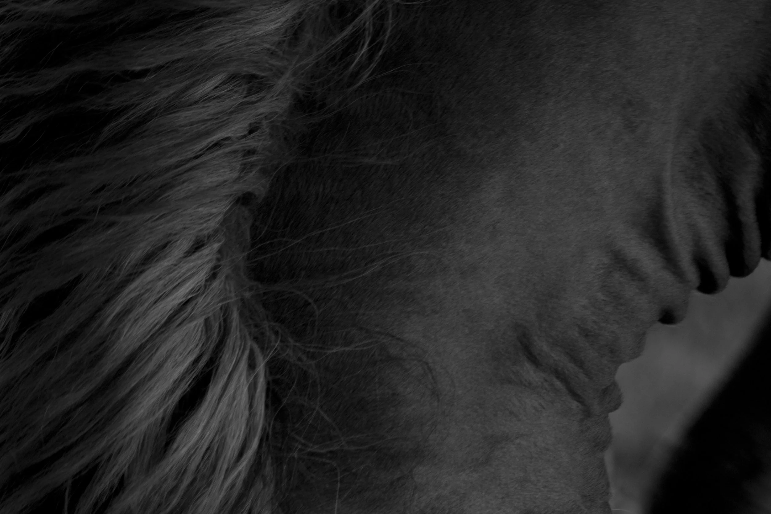 Wild stallion.jpg