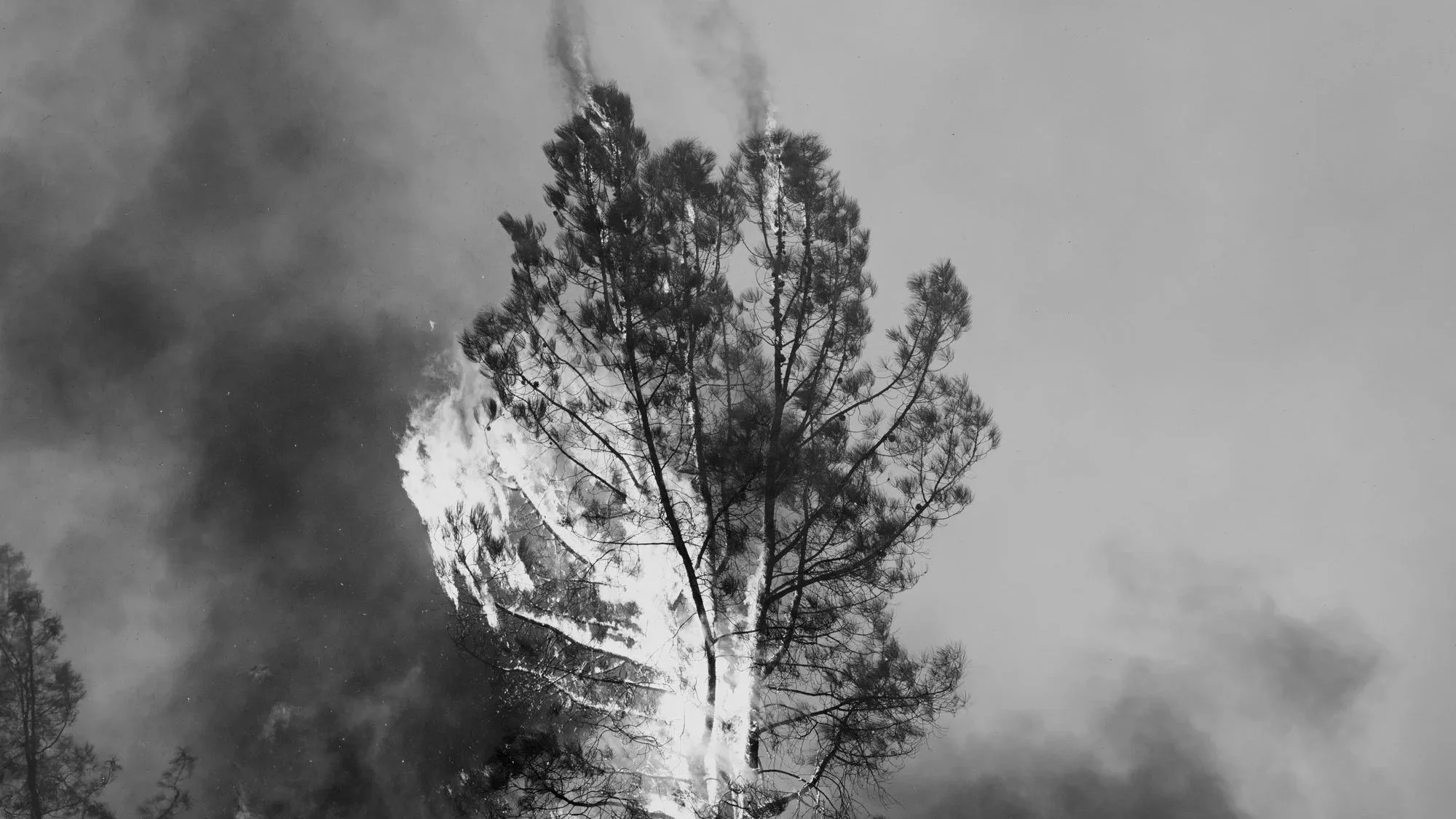 Ian Bates’s Only Road Out Was Blocked by a Burning Tree. It Was the Last Wildfire He Photographed for The Weight of Ash