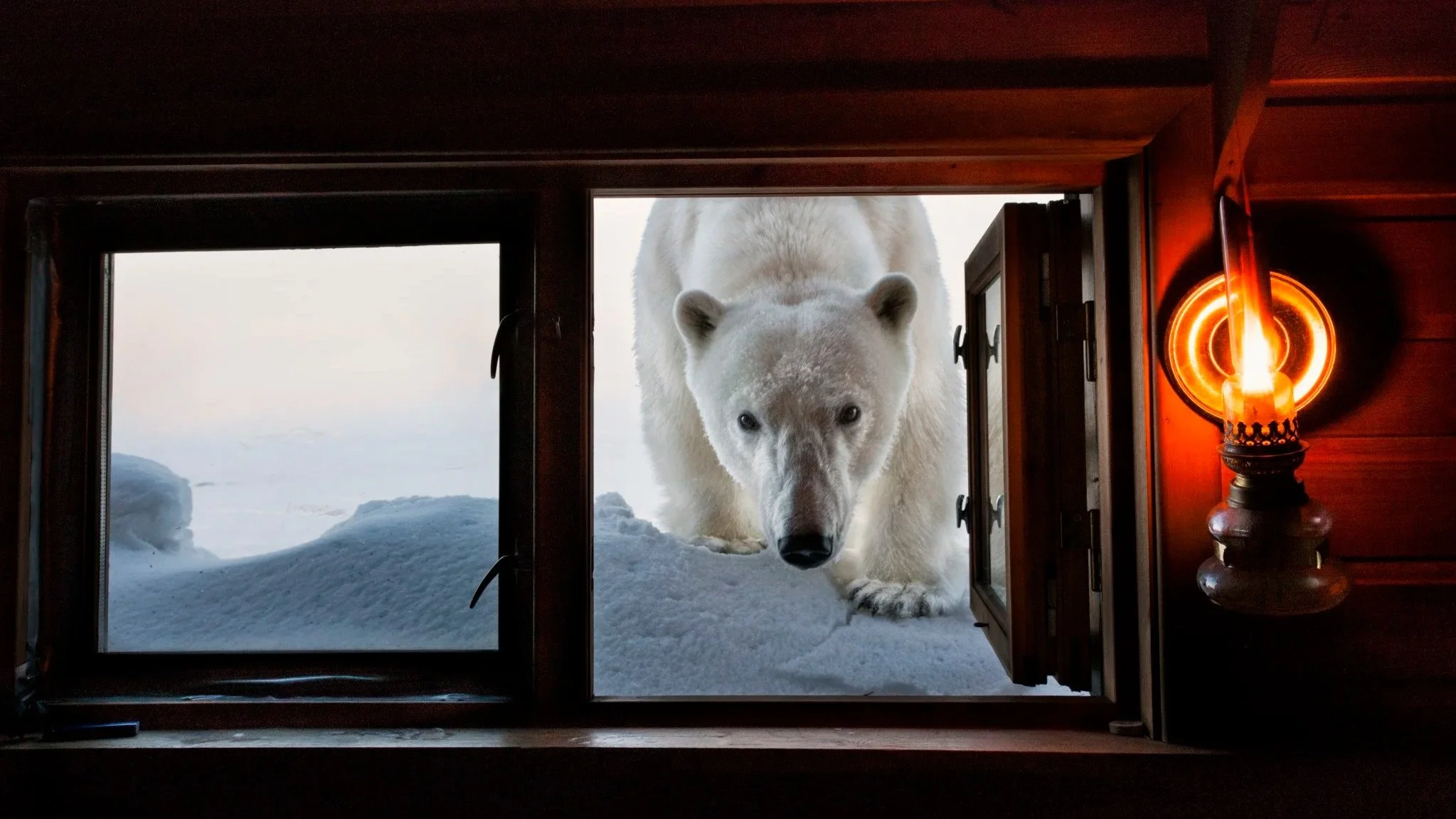 Paul Nicklen Opened His Cabin Window to a Polar Bear. Then She Tried to Come Inside