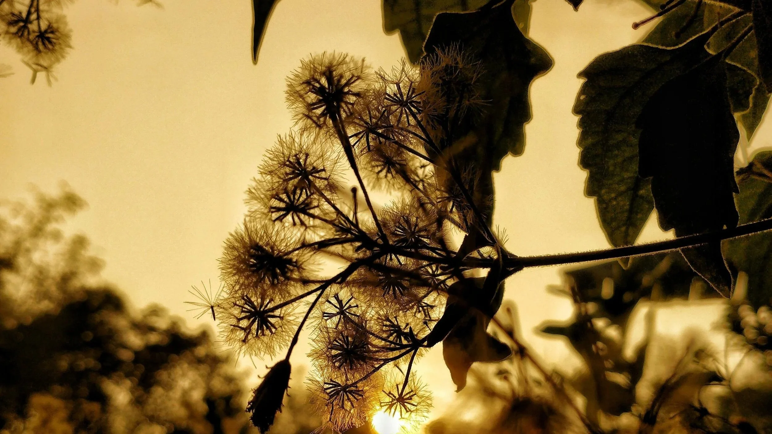 How Oviul Maruf’s Mother’s Rooftop Garden Became the Setting for Botanical Silence
