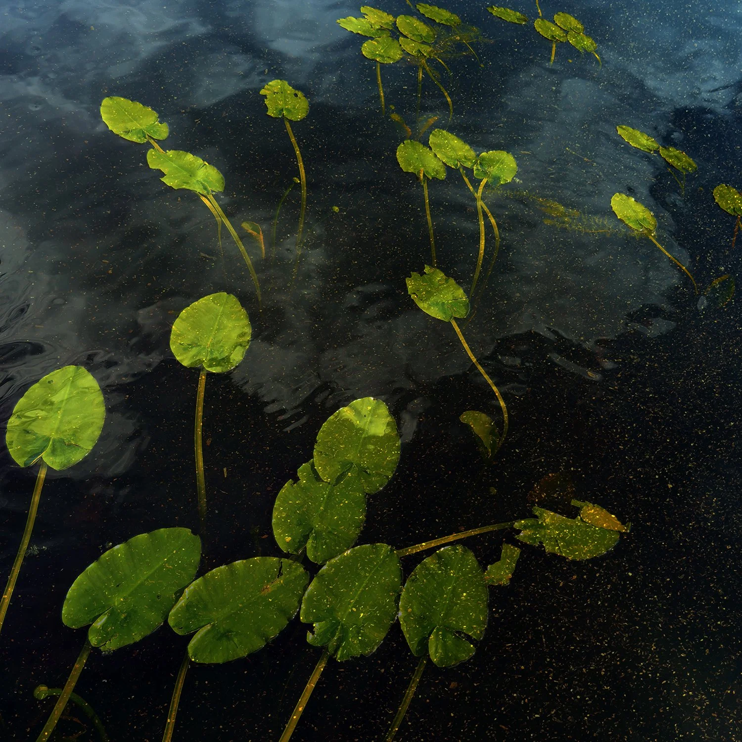 Lauren Shaw_Traces of Impermanence_MW Editions_52.jpg
