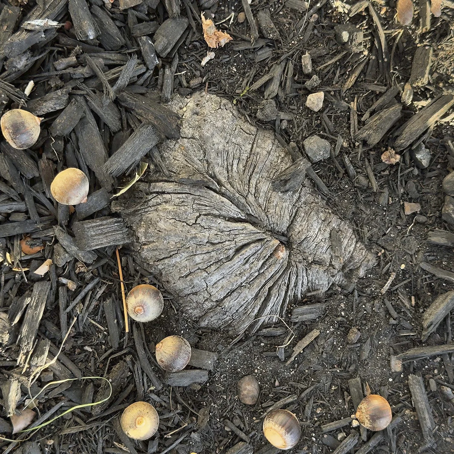 Lauren Shaw_Traces of Impermanence_MW Editions_75.jpg