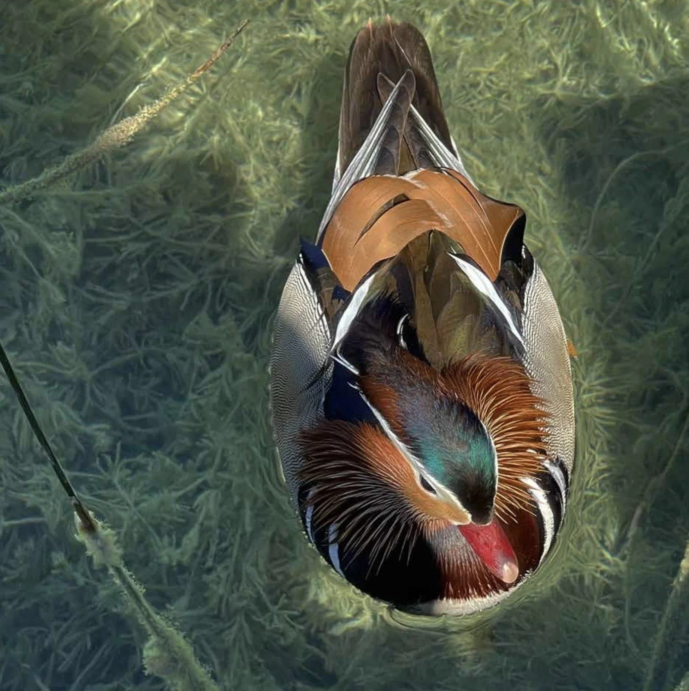 lauren-shaw-duck.jpg