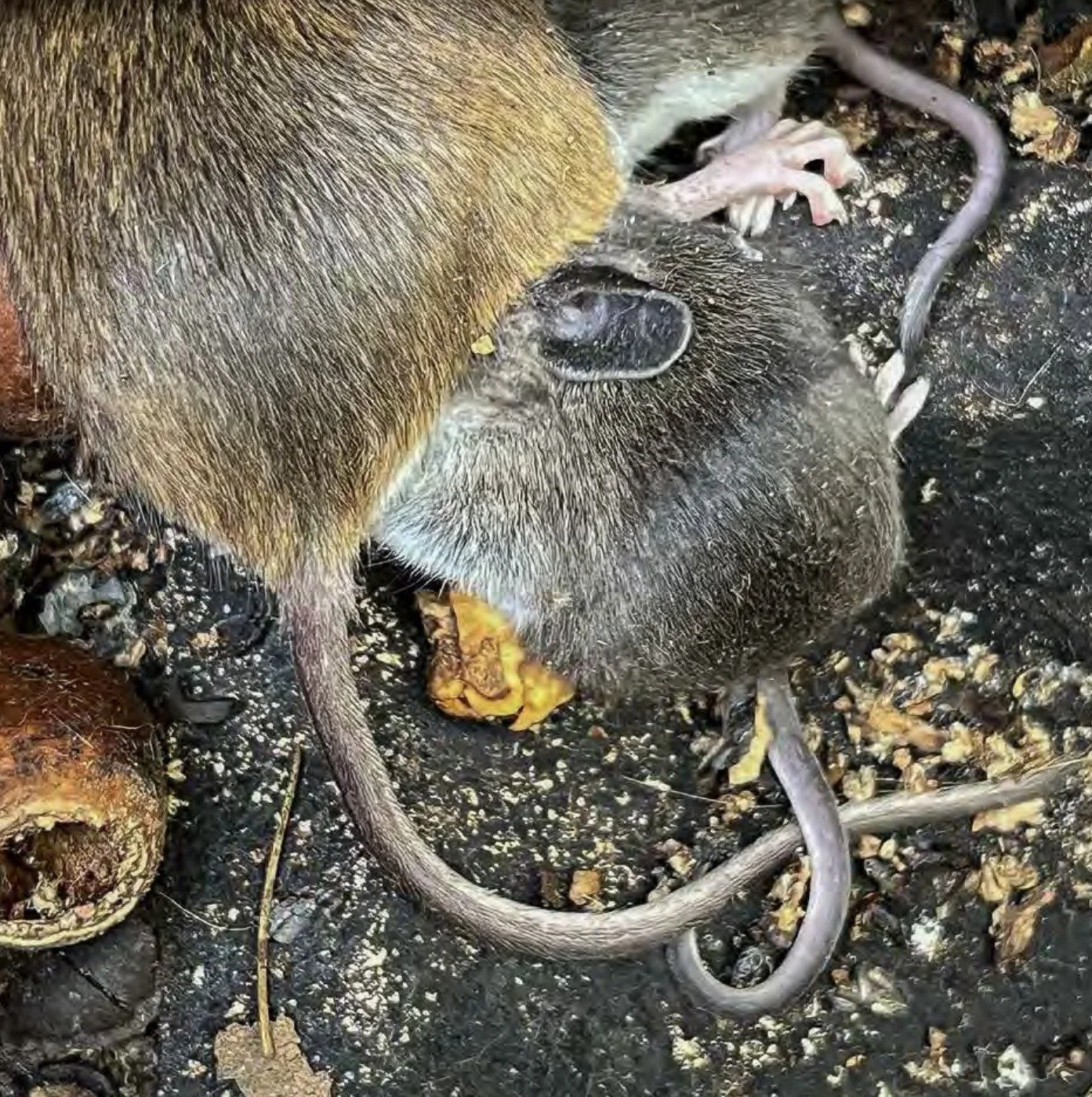 lauren-shaw-mouse.jpg