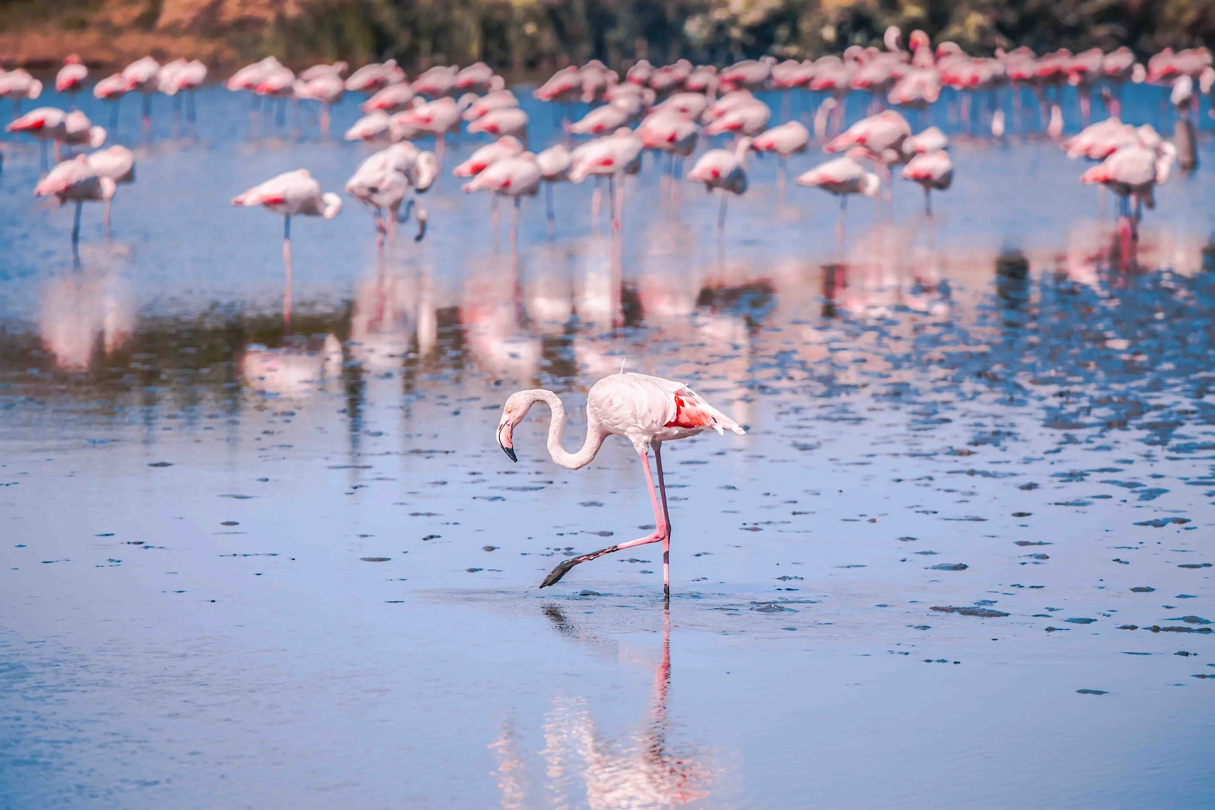 THE MAGIC OF FLAMINGOS THE CITY BREAK IN CAGLIARI SARDINIA ITALY THE MAGIC OF FLAMINGOS THE CITY BREAK IN CAGLIARI SARDINIA ITALY