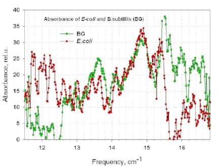 Fig.6. Absorption spectra of bacterial cells