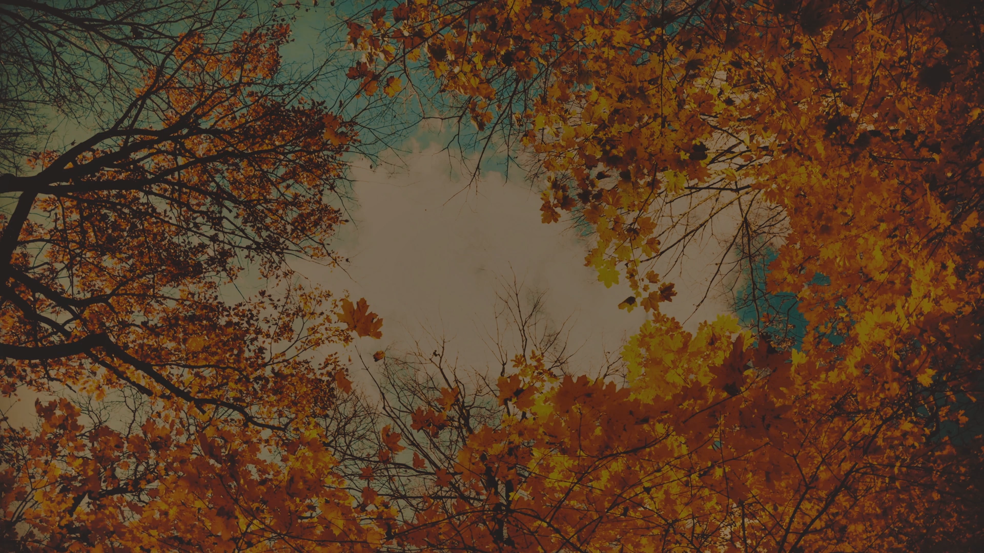 Autumn_colors_canopy_HD.png