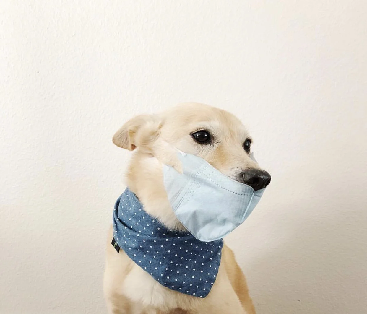 Important Update: COVID-19