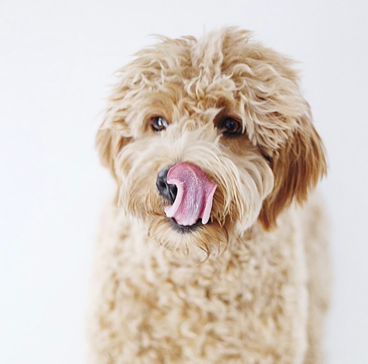 Treat time or bath time? 

#pupwash911 #gettailstowag #dog #puppy doggroomer #mobiledoggroomer #petgroomer #petstylist #doodle #firstgroom