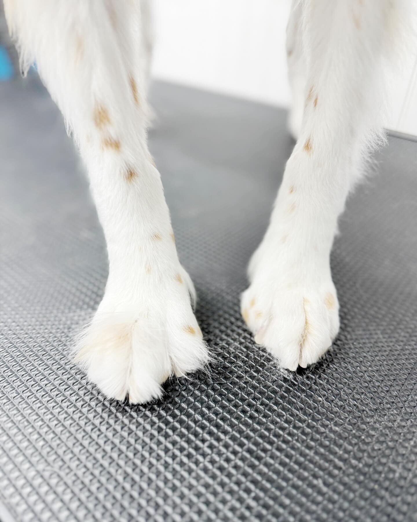 Legs for days! Let&rsquo;s freshen up these grinch paws 🪄

#pupwash911 #gettailstowag #dog #doggroomer #mobiledoggroomer #petgroomer #petstylist #legs #longlegs #tidyup