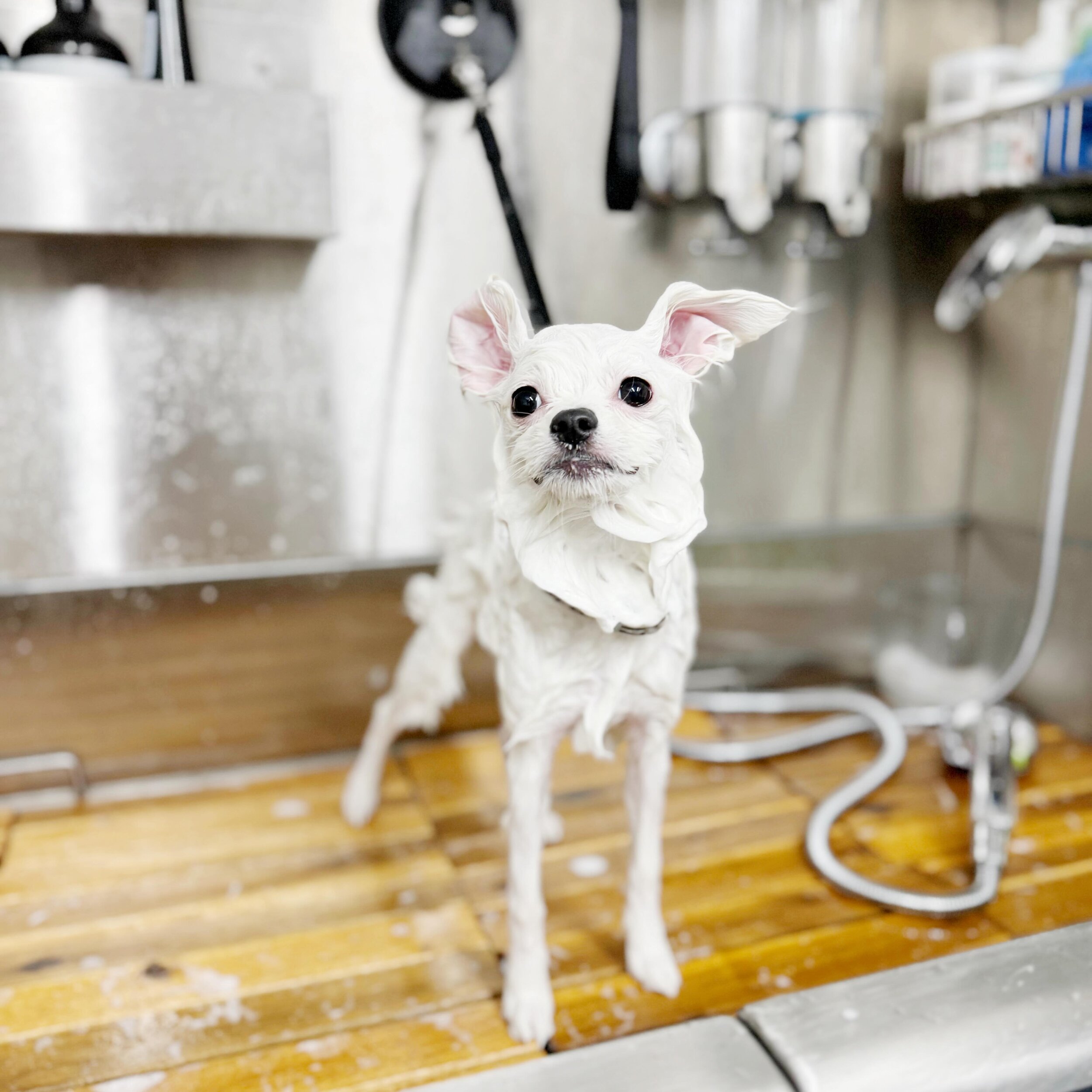 Does your pup love or loathe bath time? 

#pupwash911 #gettailstowag #dog #puppy #bath #bathtime #spaday #dogspa #doggroomer #mobiledoggroomer #petgroomer #pomeranian