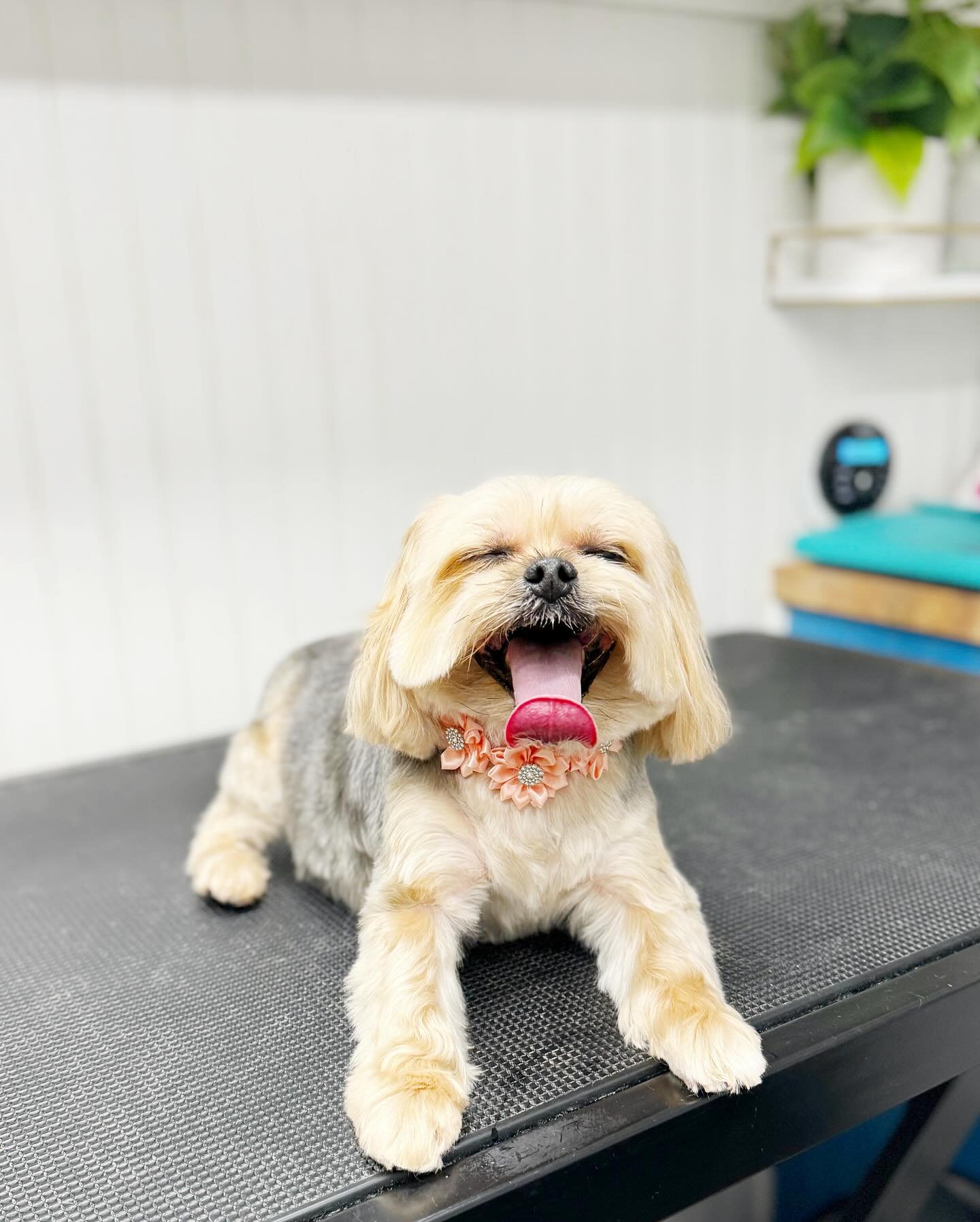 If you&rsquo;re happy and you know it, stick your tongue out 😛

#pupwash911 #gettailstowag #tot #tongueout #tongueouttuesday #dog #smalldog #sleepydog #happydog #doggrooming #mobiledoggrooming #petgrooming #doggroomer #mobiledoggroomer #petgroomer #