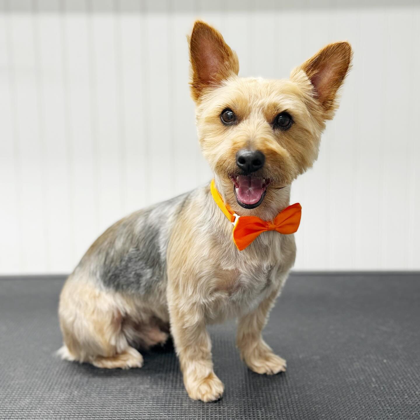 It&rsquo;s Monday! Are you more like photo #1 or photo #2? 

#pupwash911 #gettailstowag #monday #mondaymood #mondayvibes #dog #smalldog #sleepydog #happydog #doggrooming #mobiledoggrooming #petgrooming #doggroomer #mobiledoggroomer #petgroomer #petst