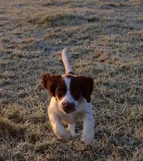 Our daft new puppy Tilly (she’s bigger than this now).