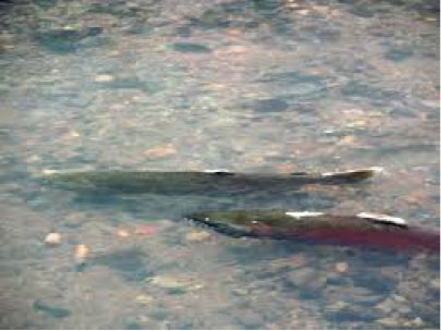Male-and-female-Coho-salmon-during-spawning.jpg
