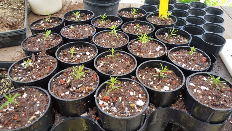 Young-redwood-trees-prior-to-planting (1).jpg