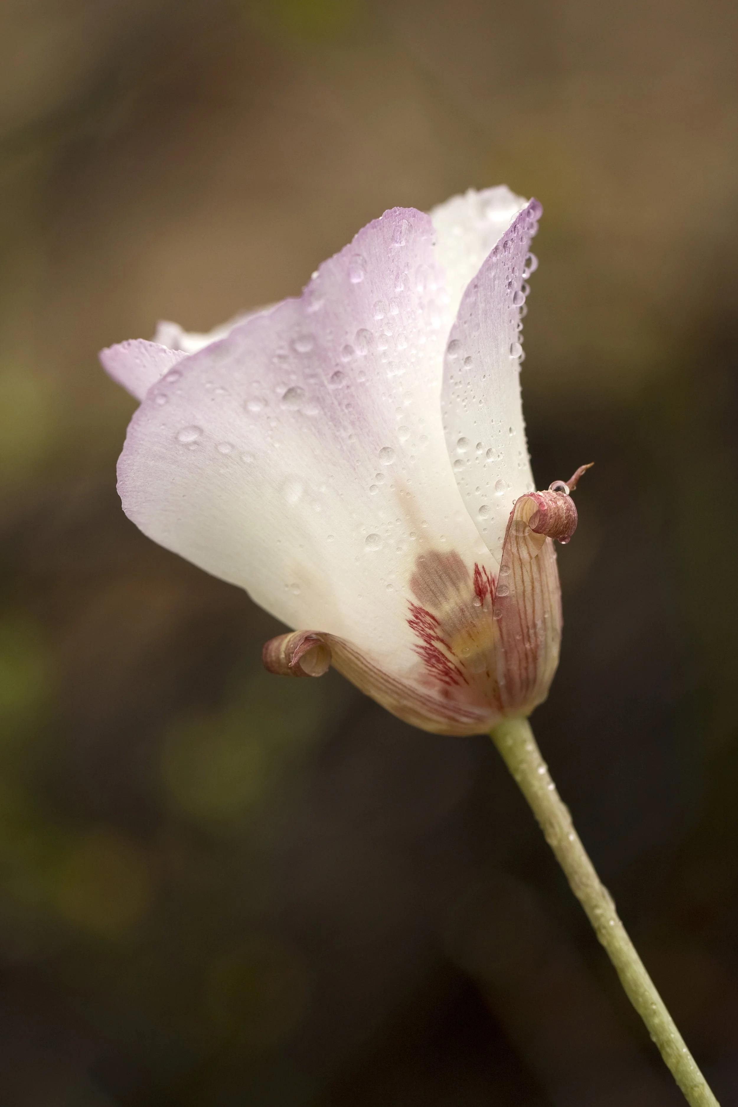 California Native Plant Society