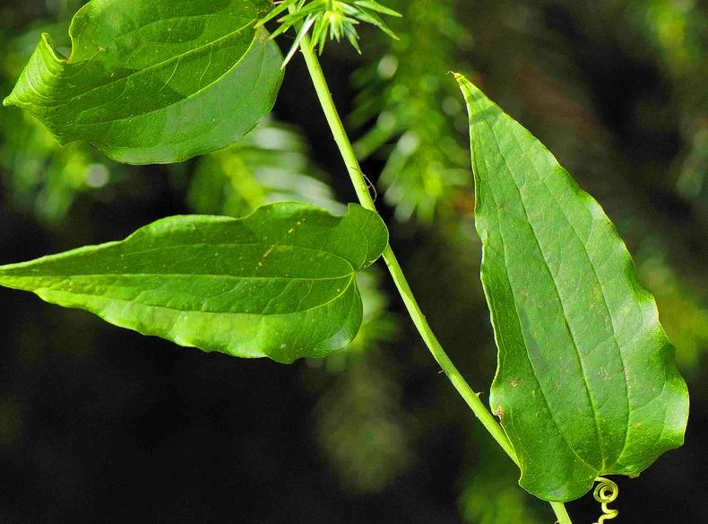 LAXOGENIN - RECOVERY & GROWTH...NATURALLY!