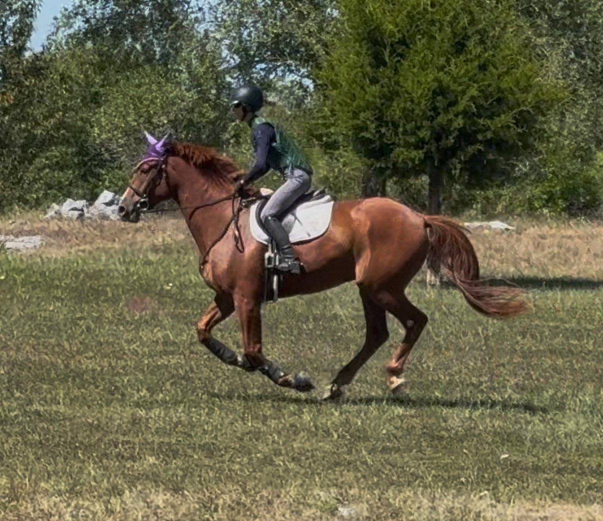 Titanium xc gallop 2.jpg