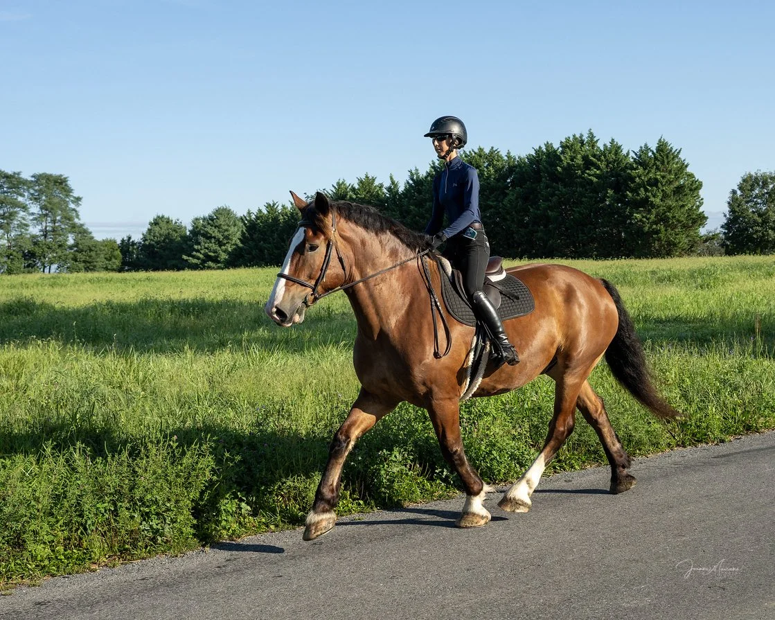 Mungo hunt trot 2G.jpg