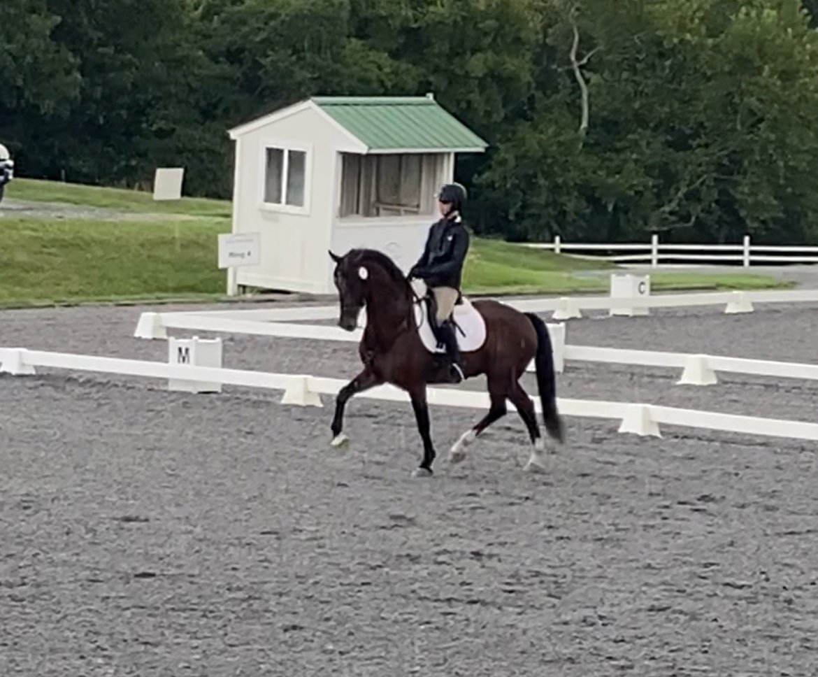 Marcelo MDTW trot 2.jpg
