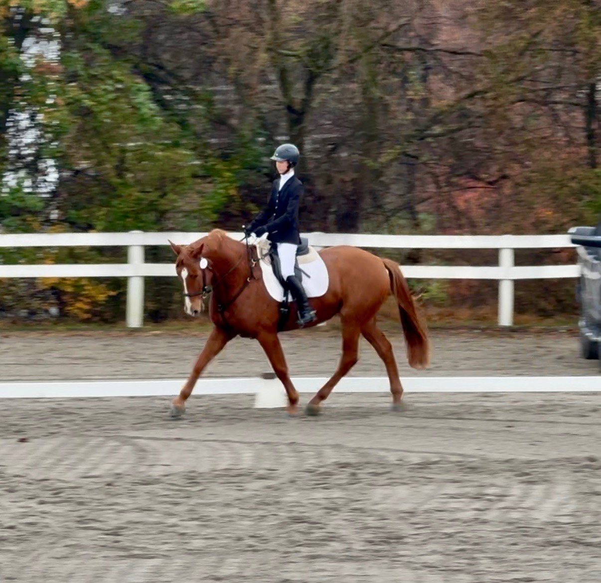 Titanium FMFHT trot 2.jpg