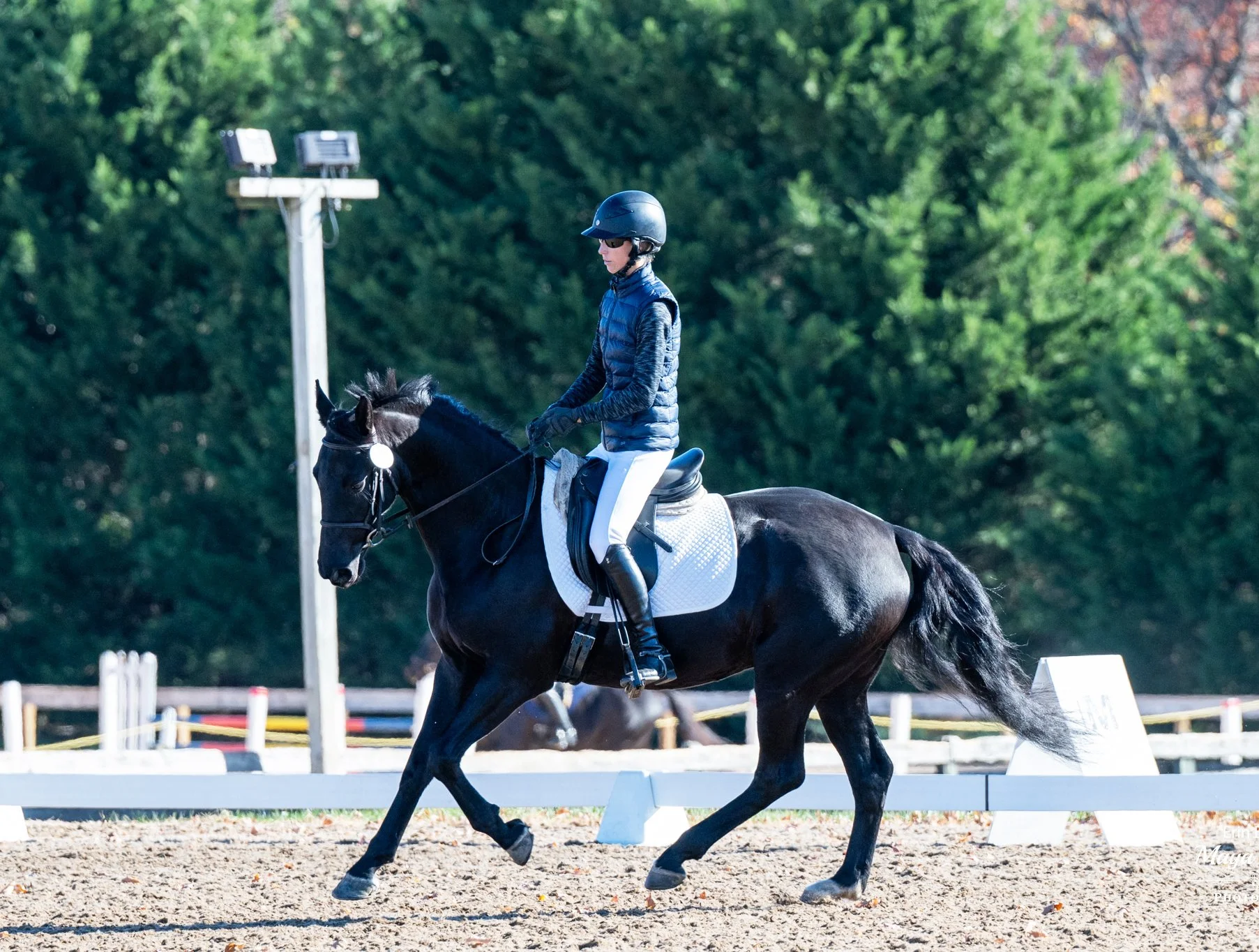 Sasha WDST canter 1.jpg